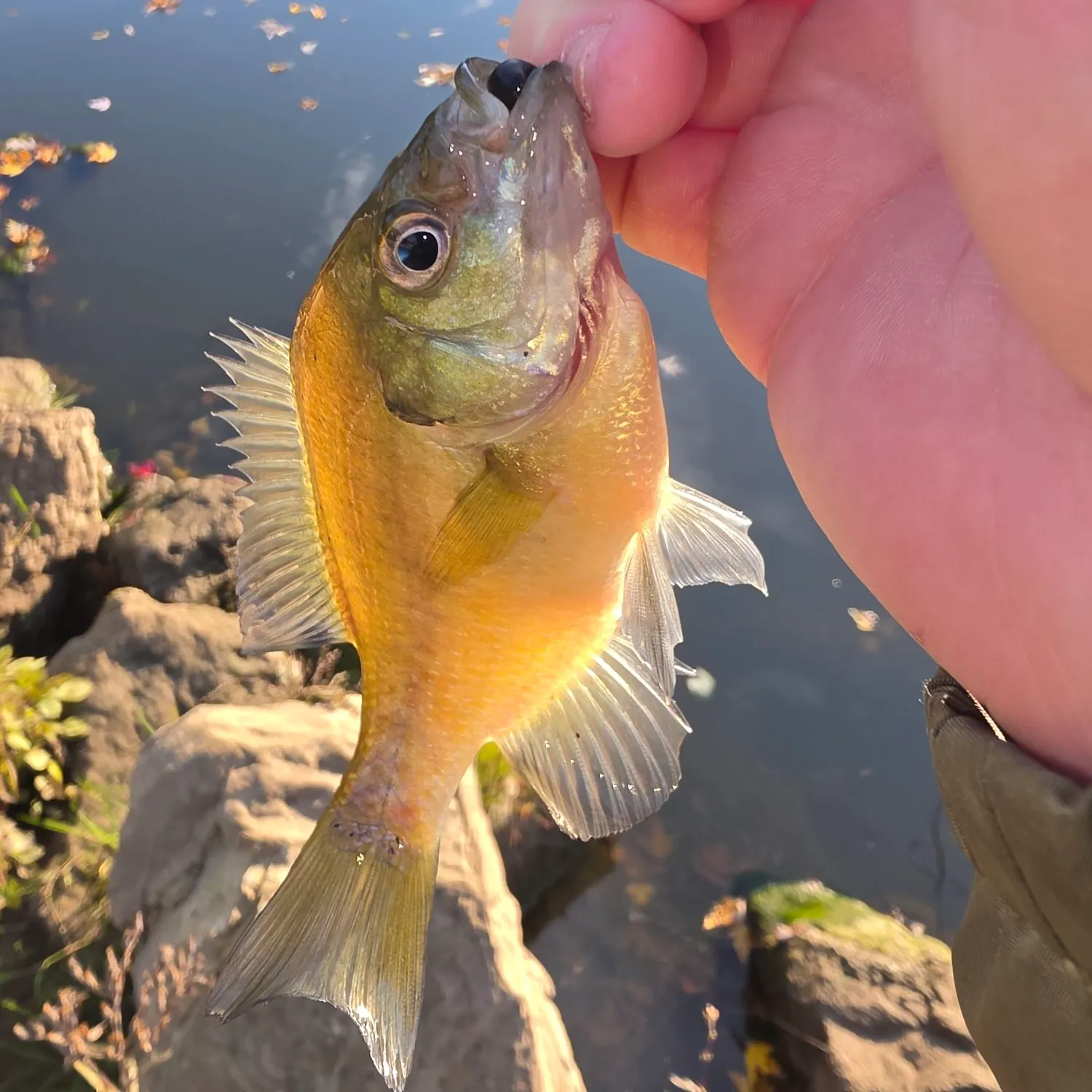 Bluegill caught on Fishbrain