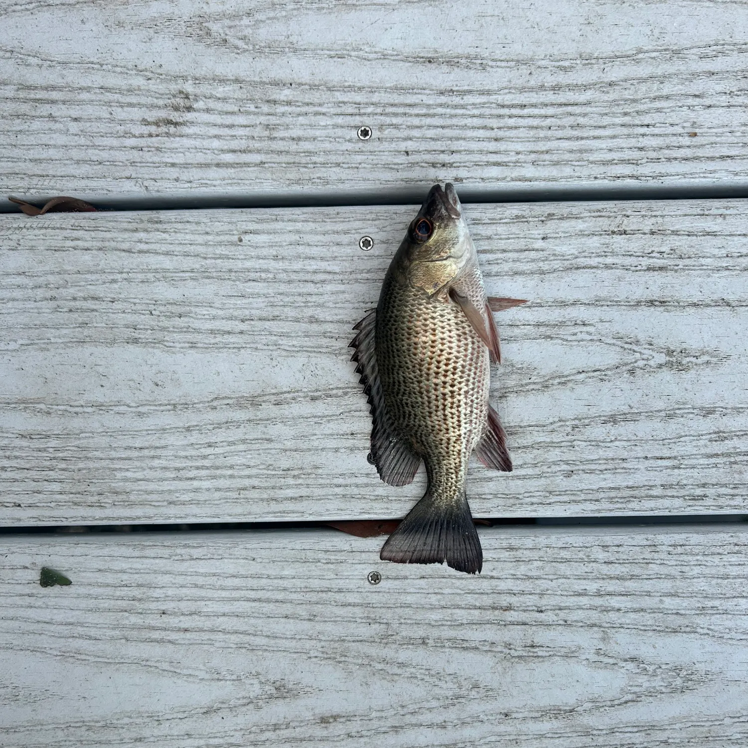 The most recent Mangrove snapper catches on Fishbrain