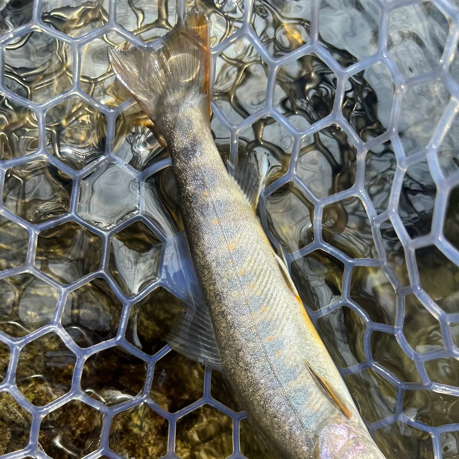 The most recent Japanese pluvius char catches on Fishbrain