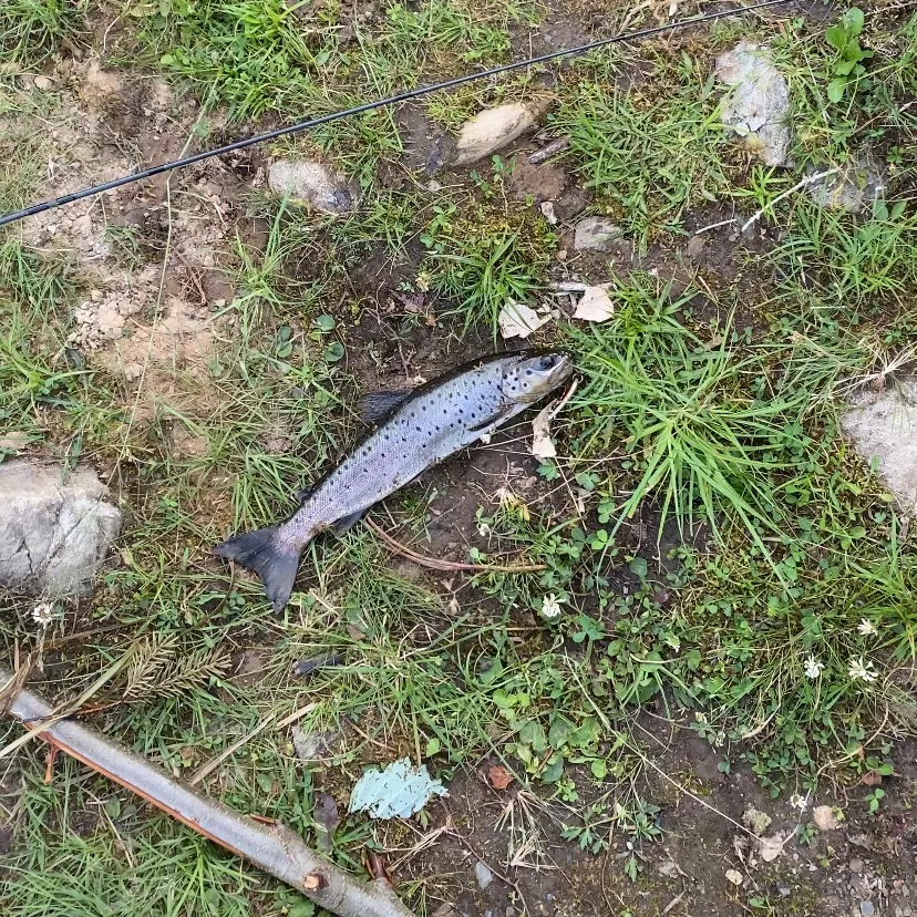 The most recent Brown trout catches on Fishbrain