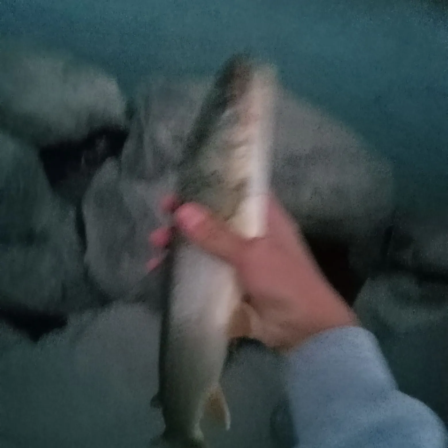 Bull trout caught on Fishbrain