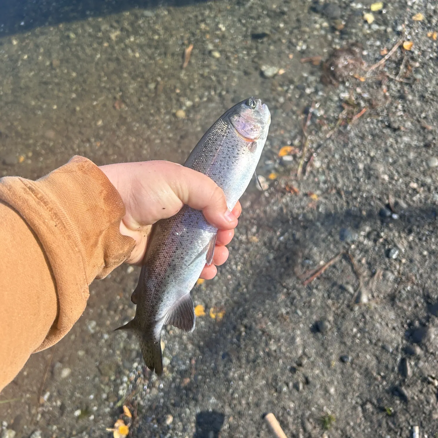 Rainbow trout caught on Fishbrain