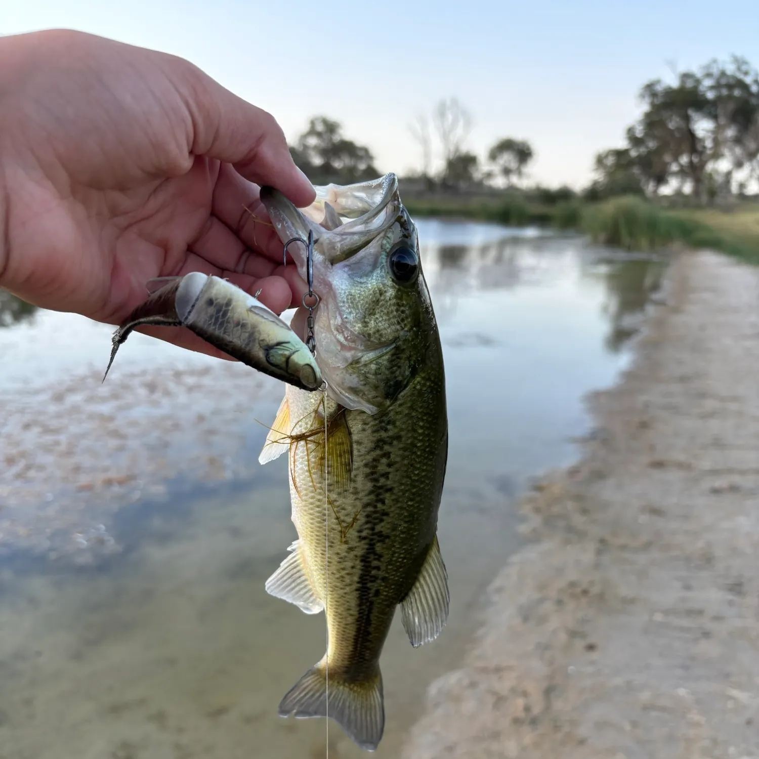 Largemouth bass caught on Fishbrain