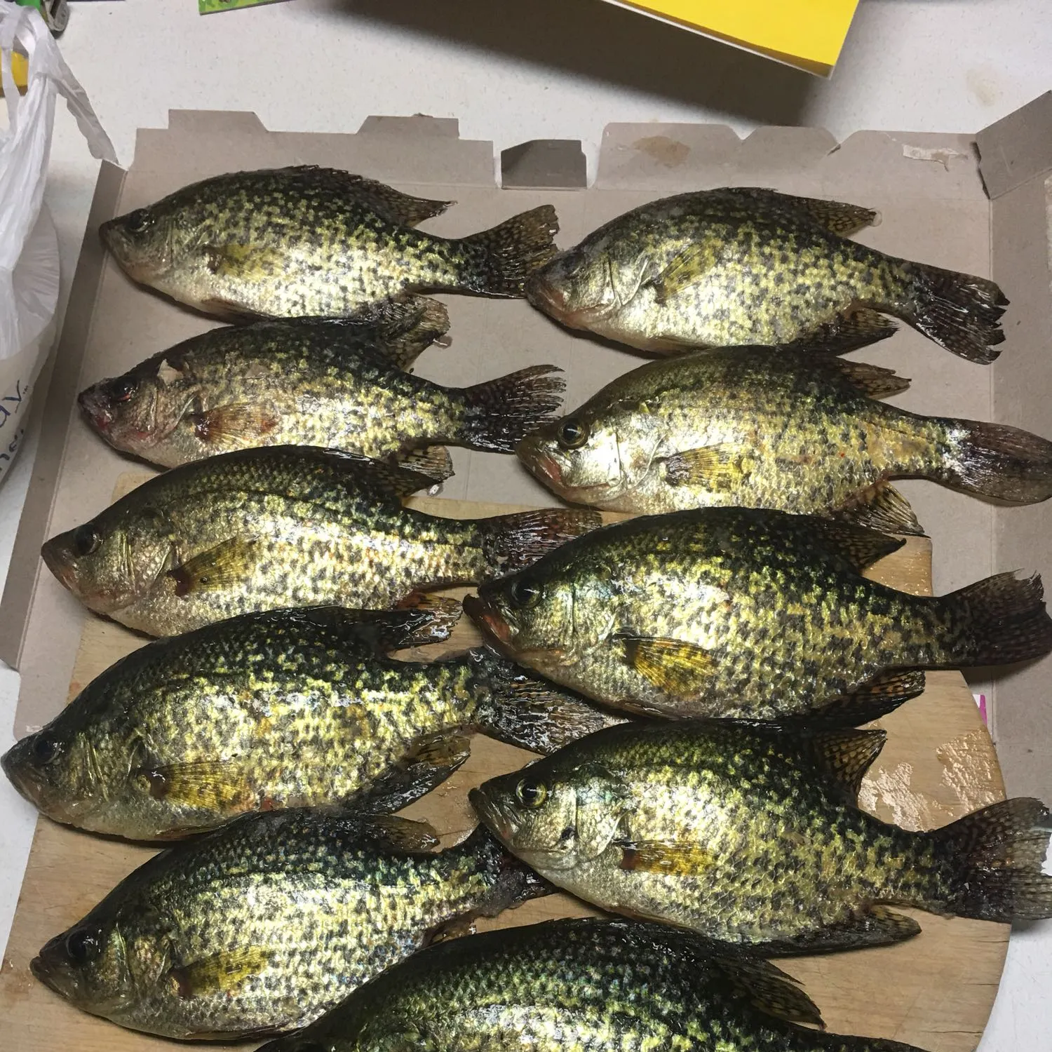 recently logged catches