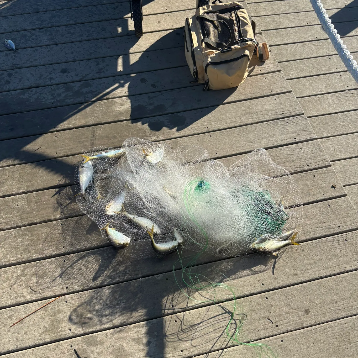 Atlantic menhaden caught on Fishbrain