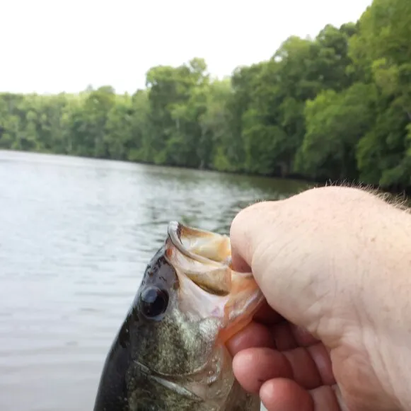 Largemouth bass caught on Fishbrain