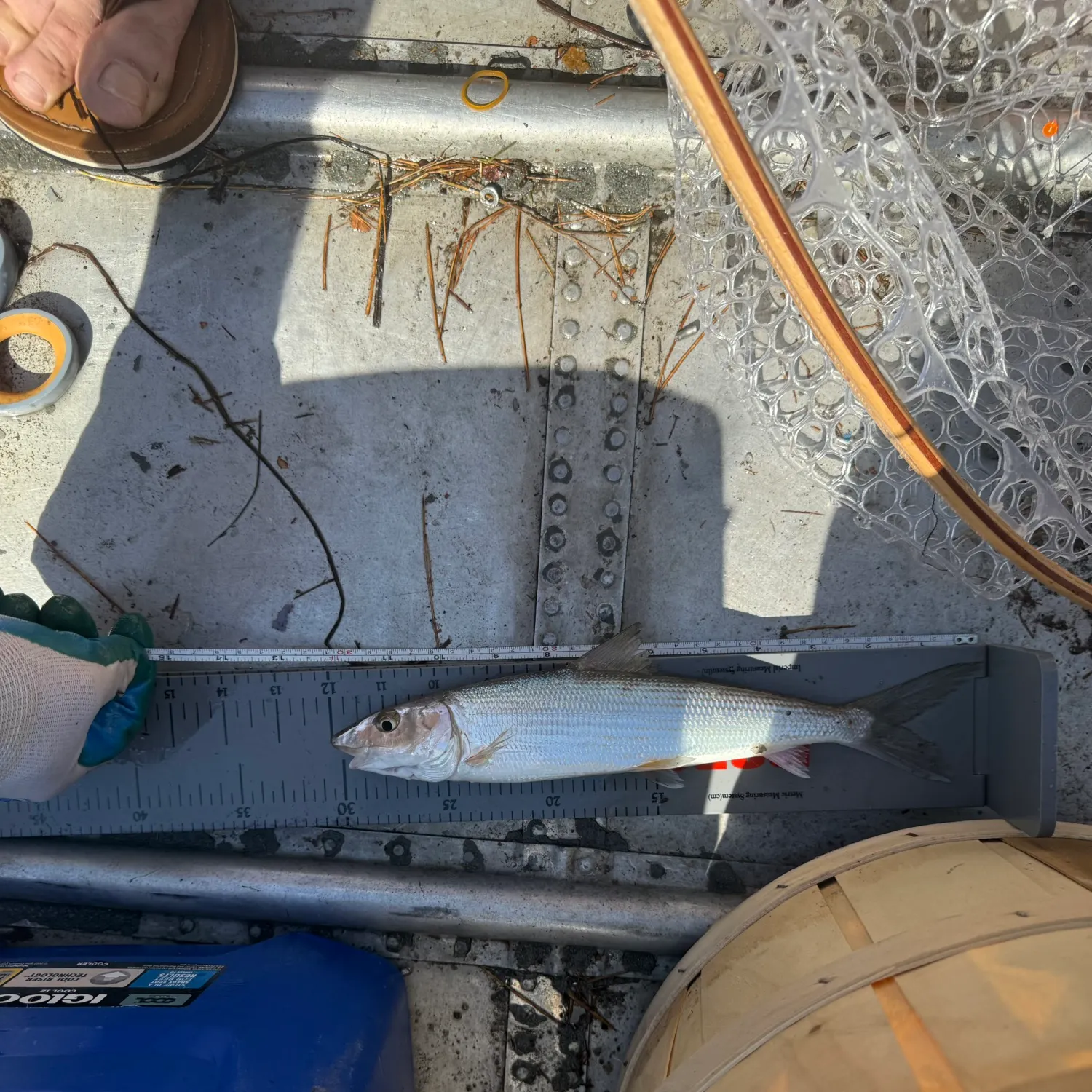 The most recent Cortez bonefish catches on Fishbrain