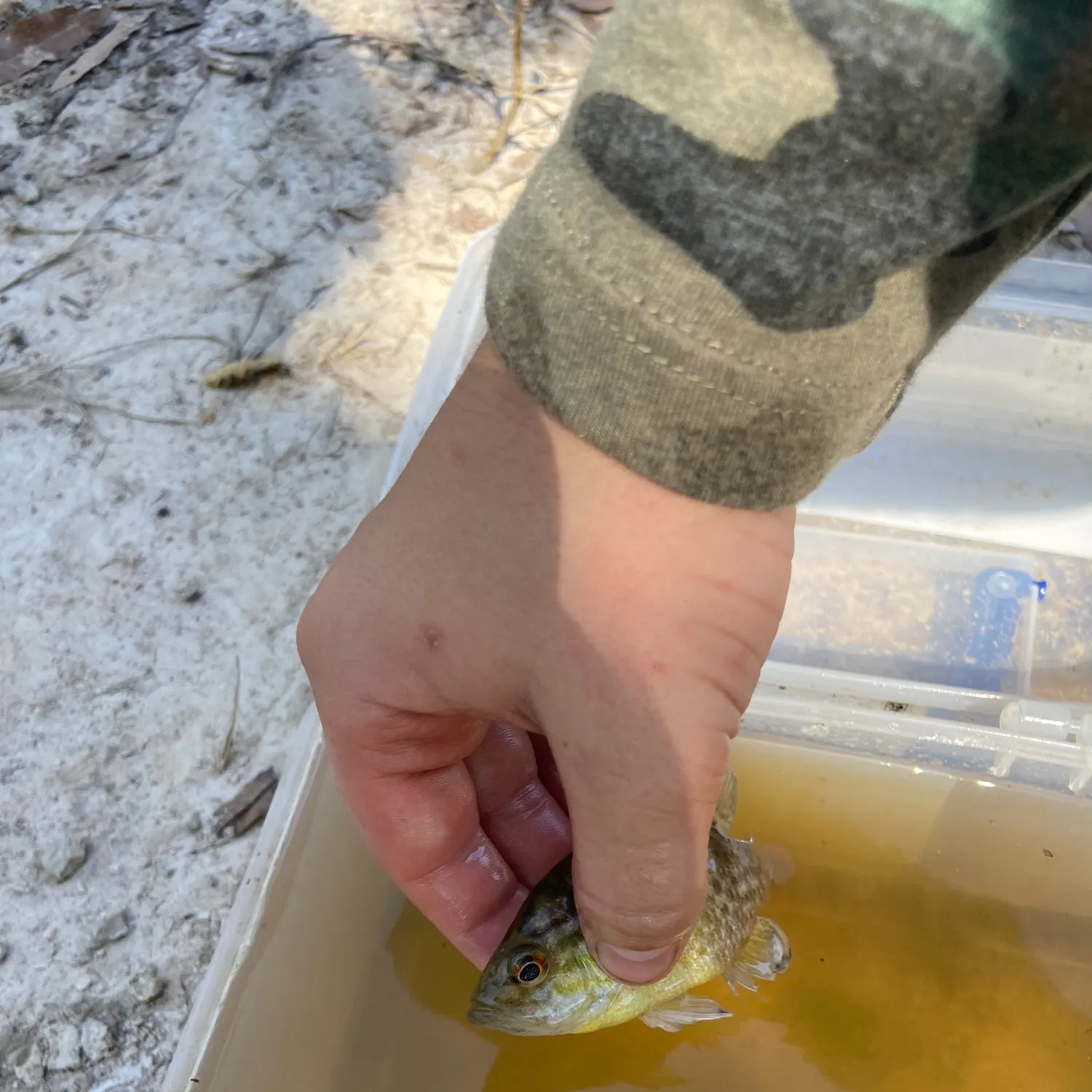 catch