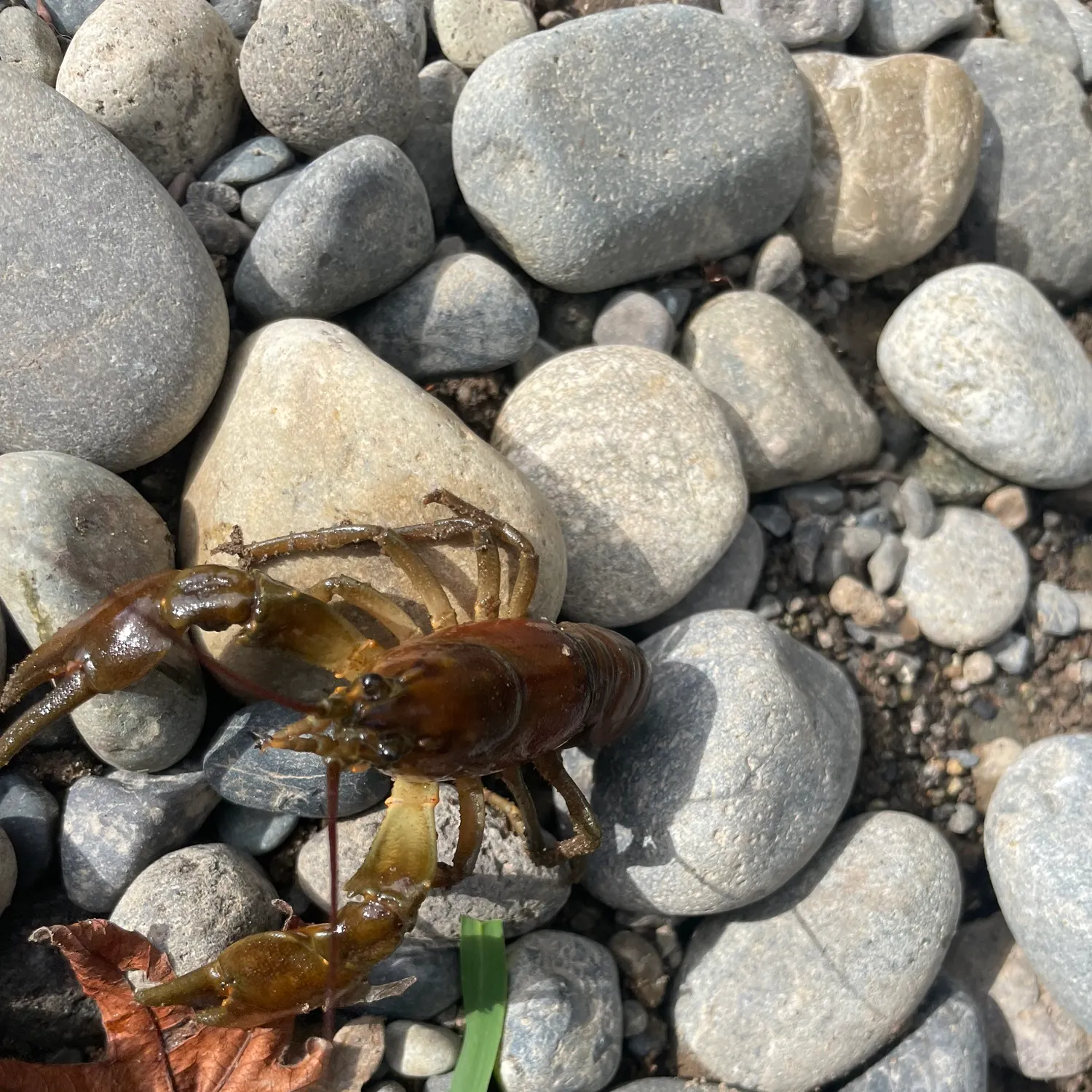 The most recent Northern clearwater crayfish catches on Fishbrain