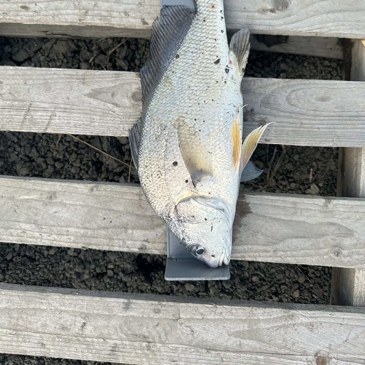 Freshwater drum caught on Fishbrain