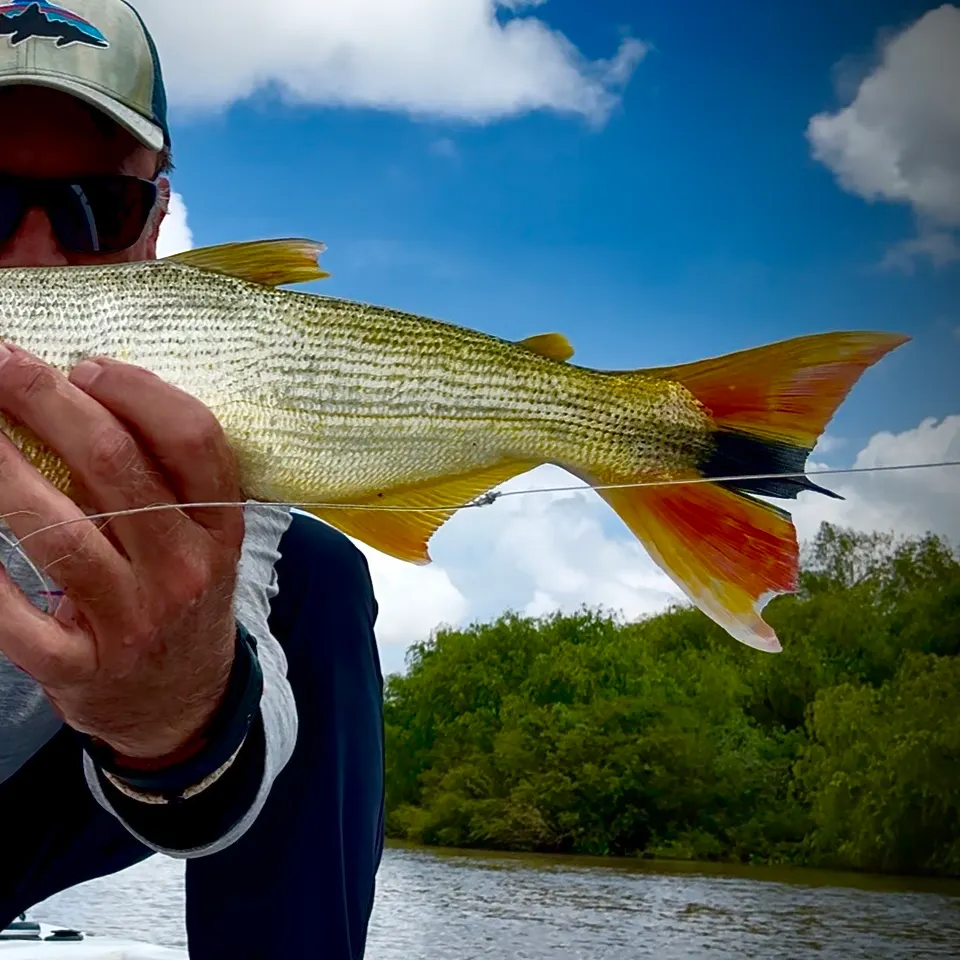 The most recent Golden dorado catches on Fishbrain