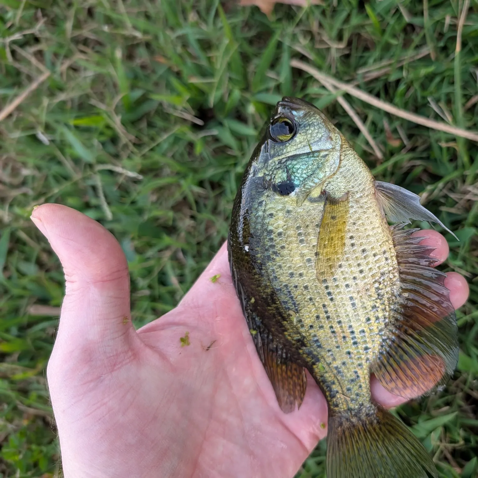 The most recent Flier catches on Fishbrain