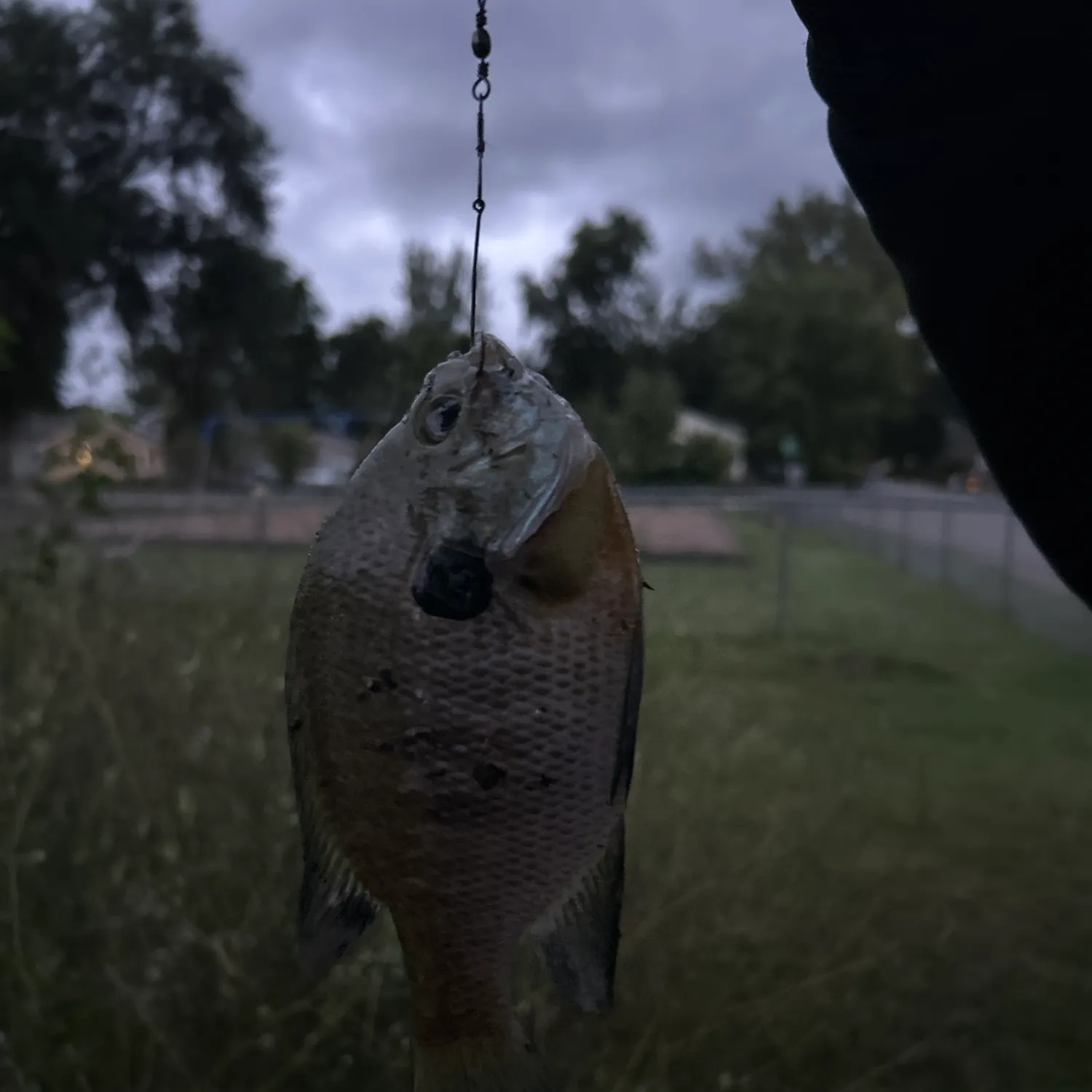 Bluegill caught on Fishbrain