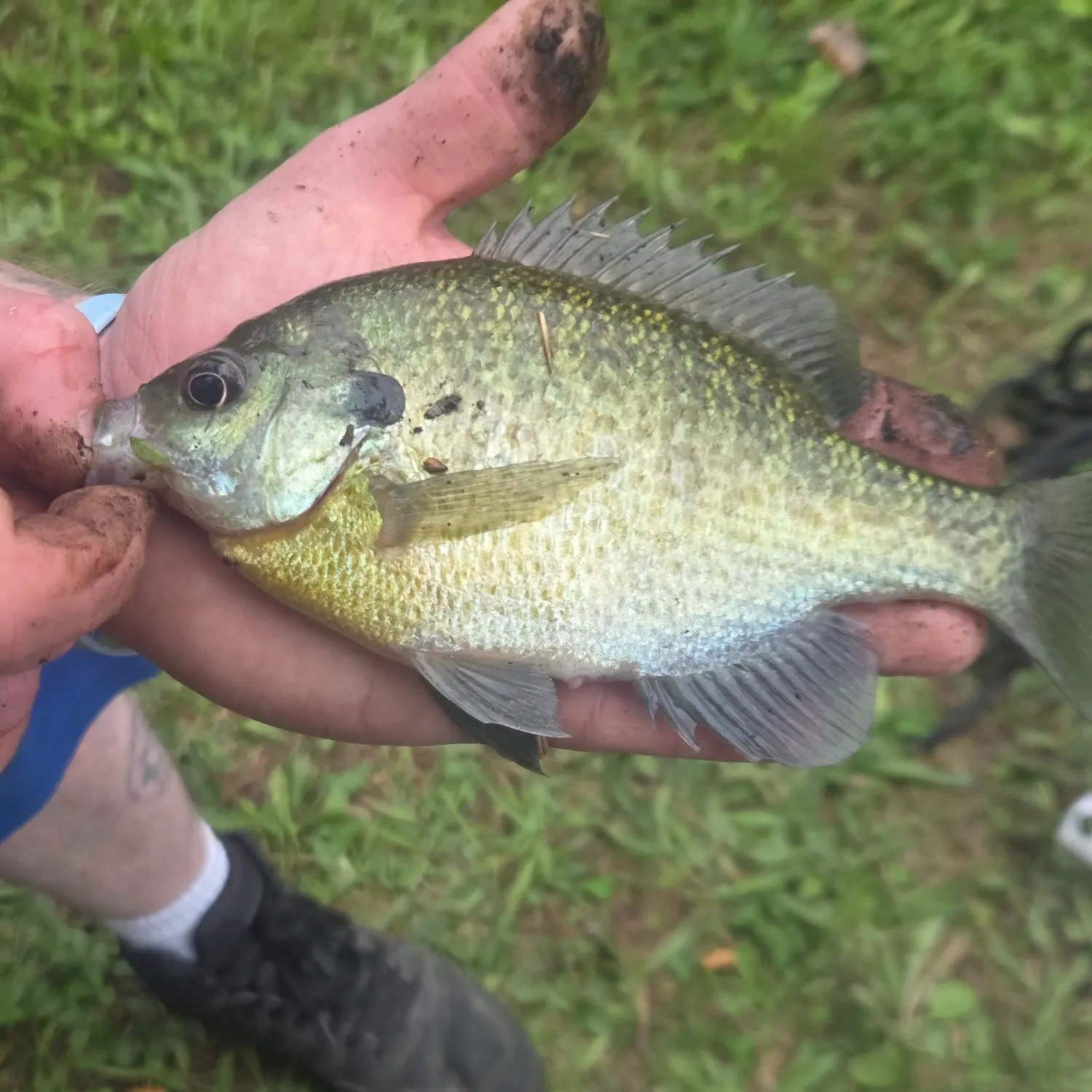 Bluegill caught on Fishbrain