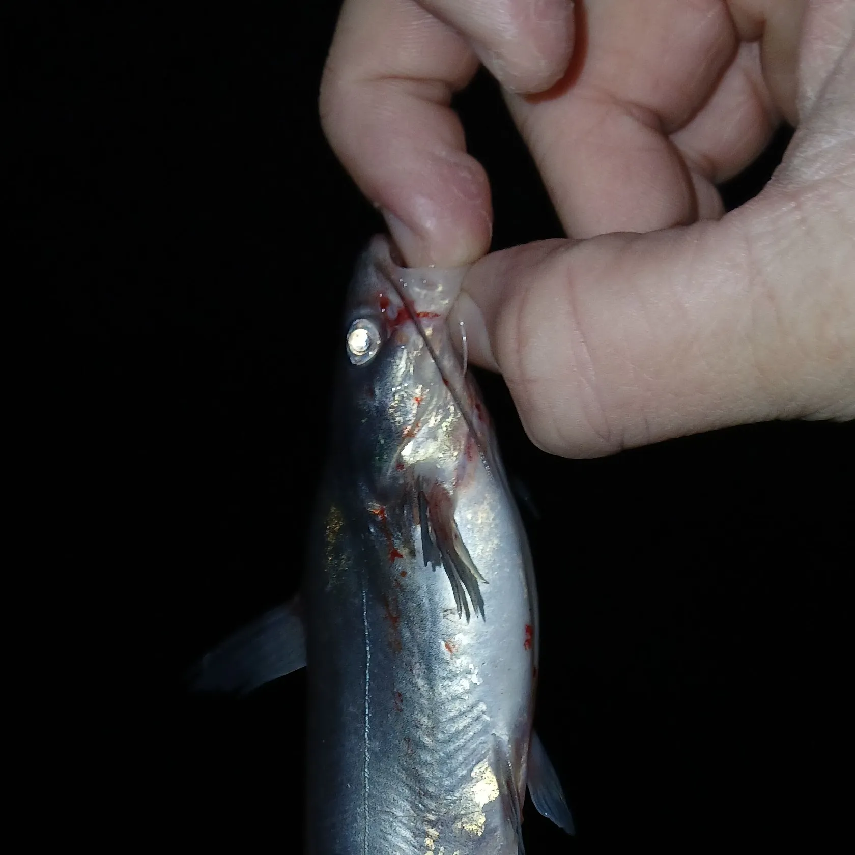 Channel catfish caught on Fishbrain
