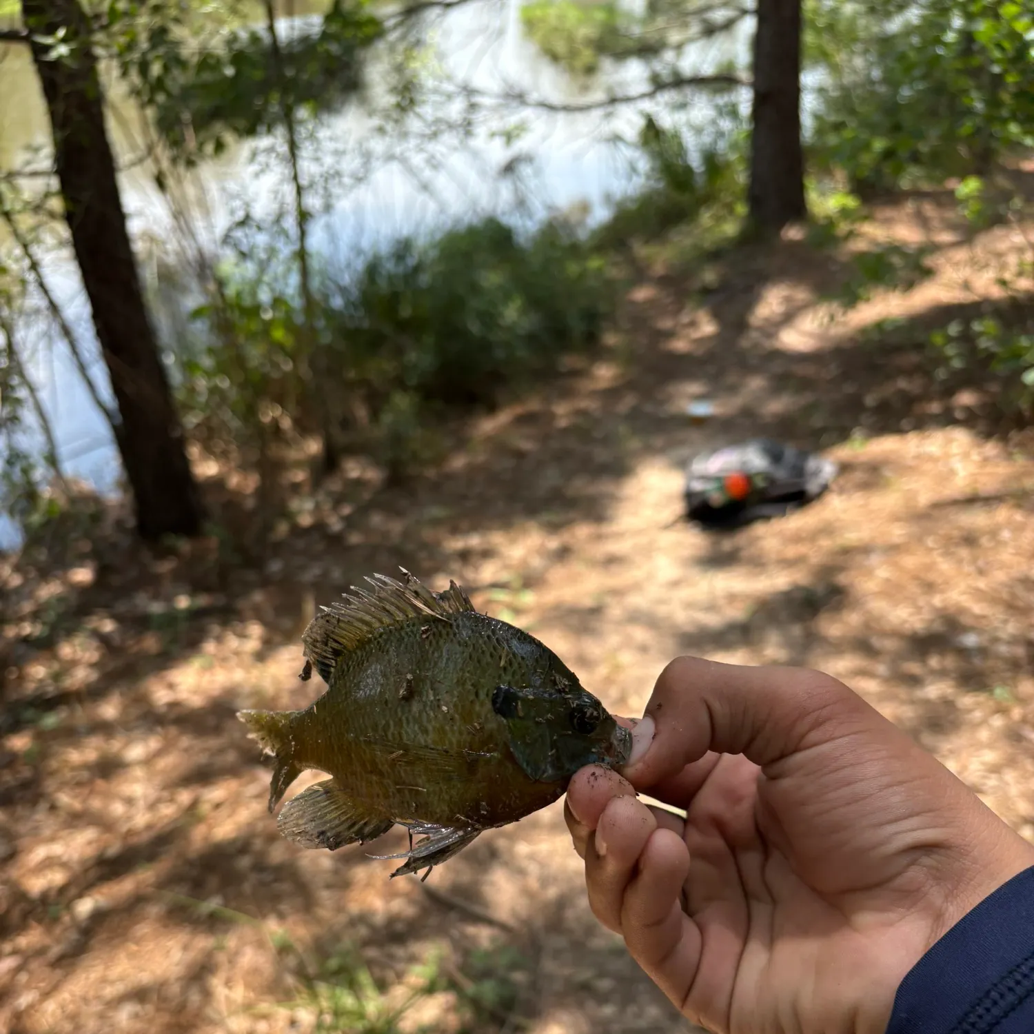 Bluegill caught on Fishbrain