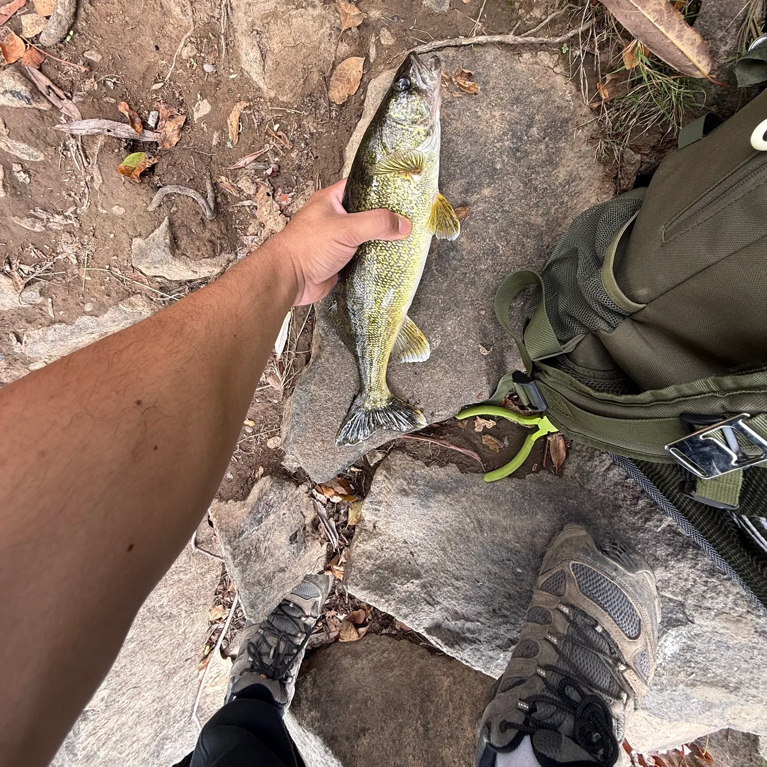 Walleye caught on Fishbrain