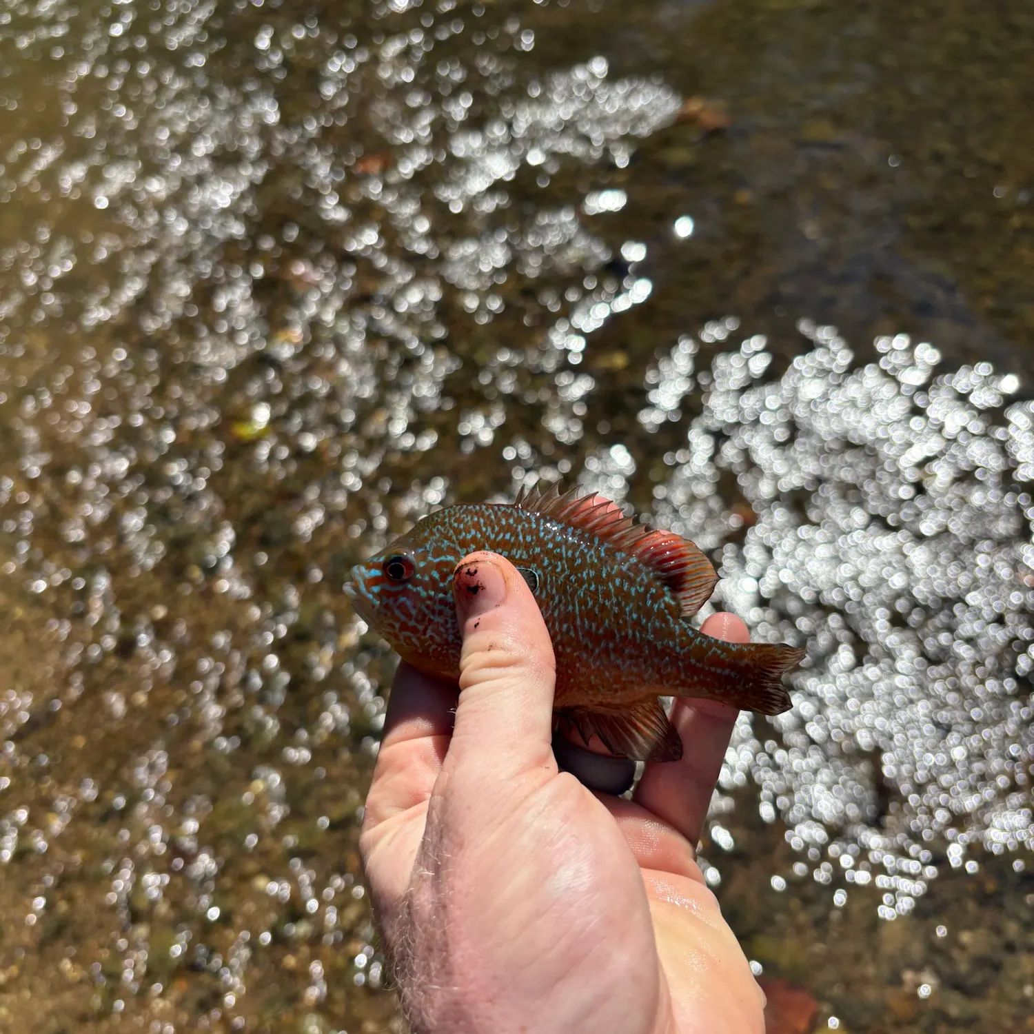 Longear sunfish caught on Fishbrain