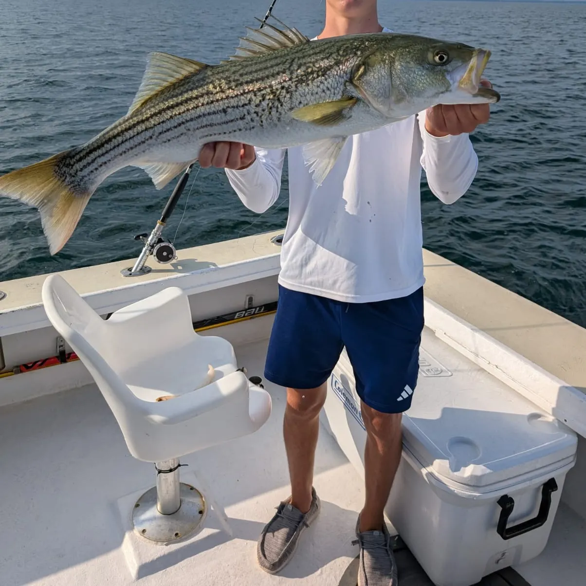 Striped bass caught on Fishbrain