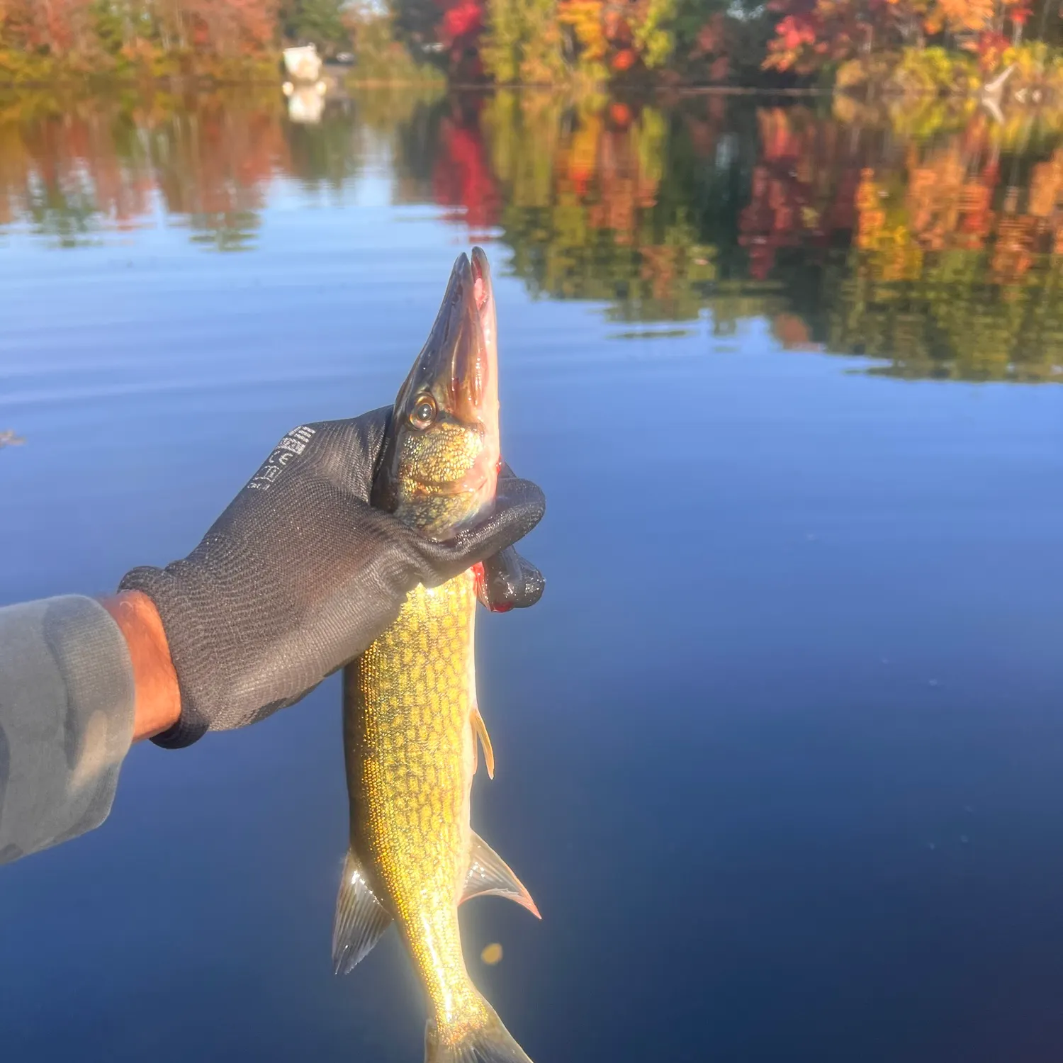 Chain pickerel caught on Fishbrain