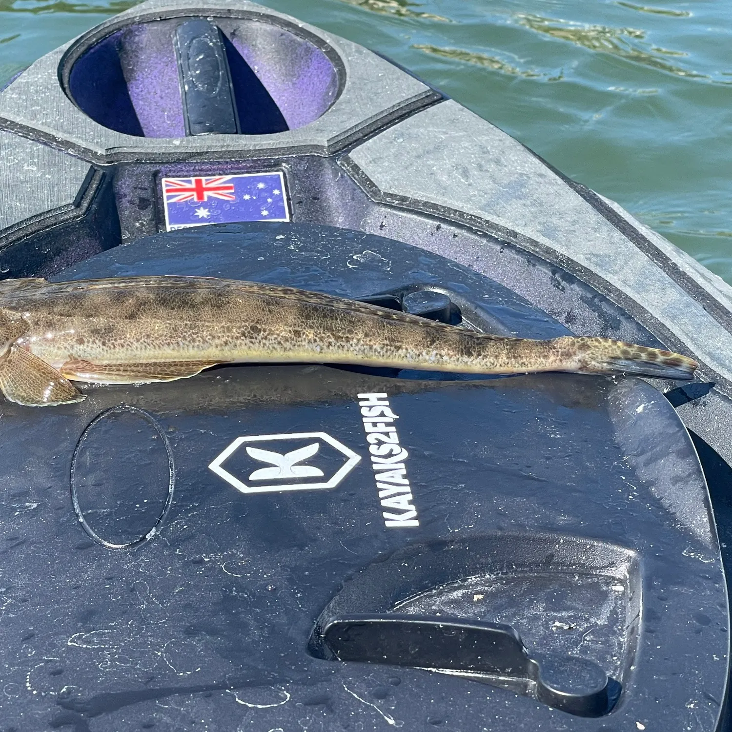 The most recent Dusky flathead catches on Fishbrain