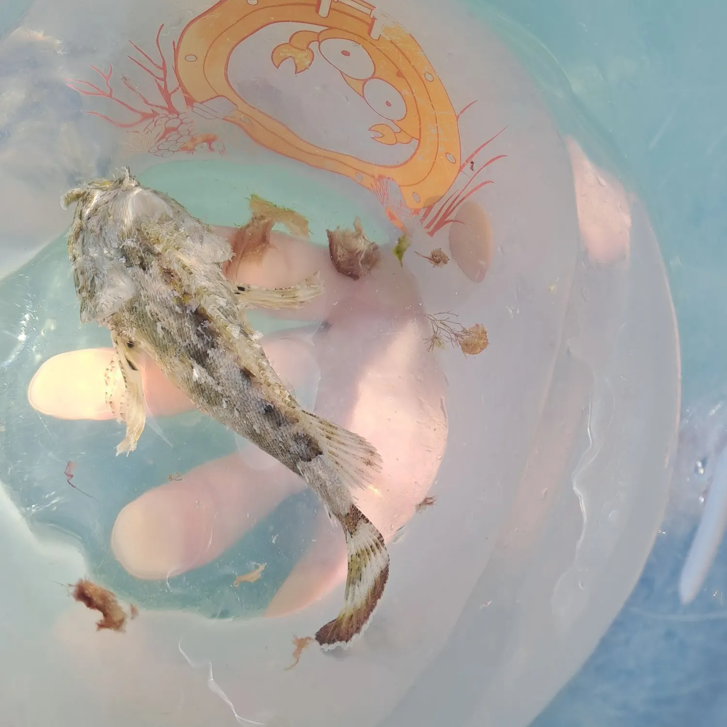 California scorpionfish caught on Fishbrain