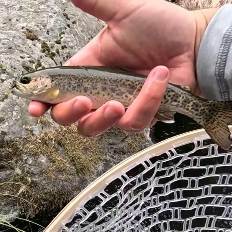 Rainbow trout caught on Fishbrain