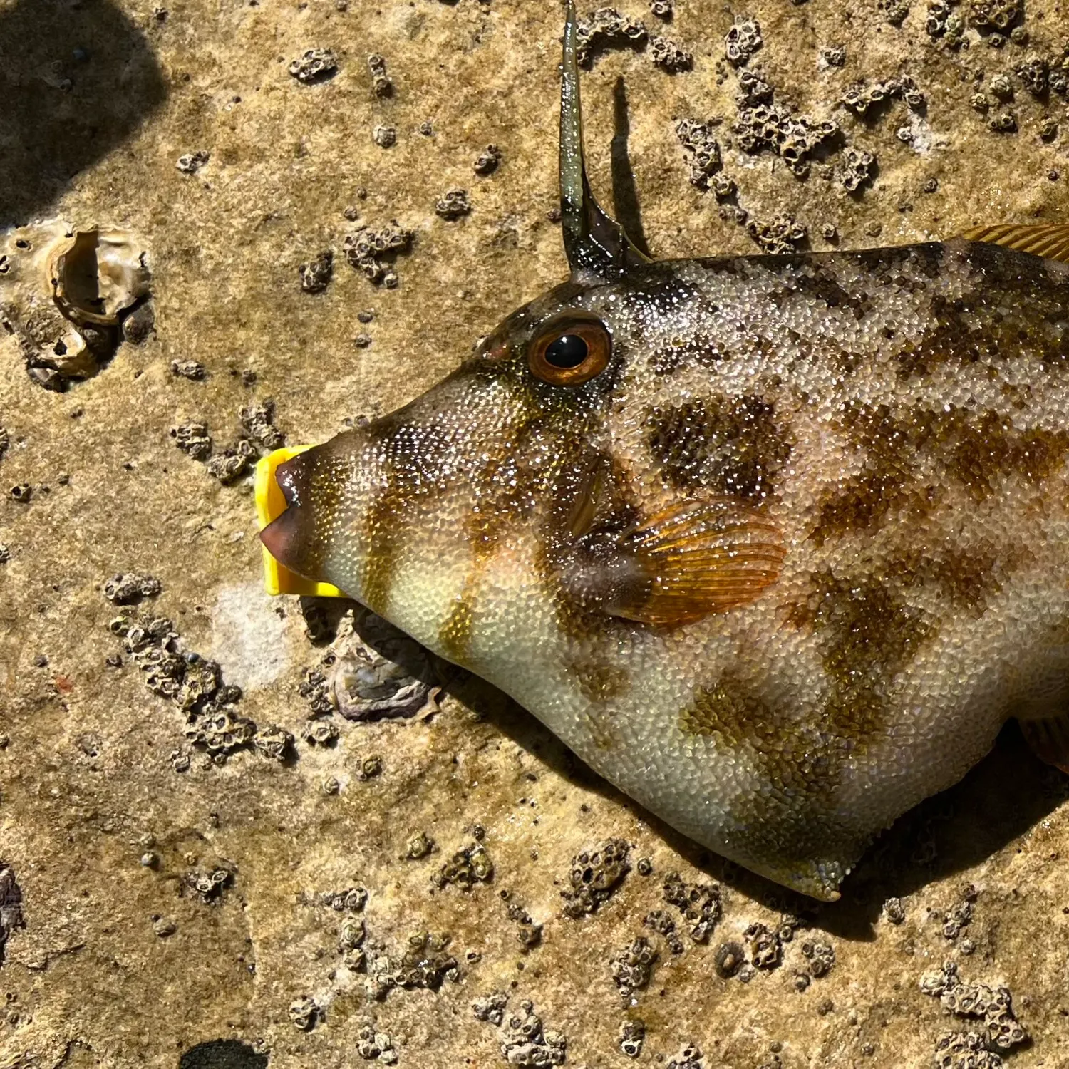 The most recent Rough Leatherjacket catches on Fishbrain