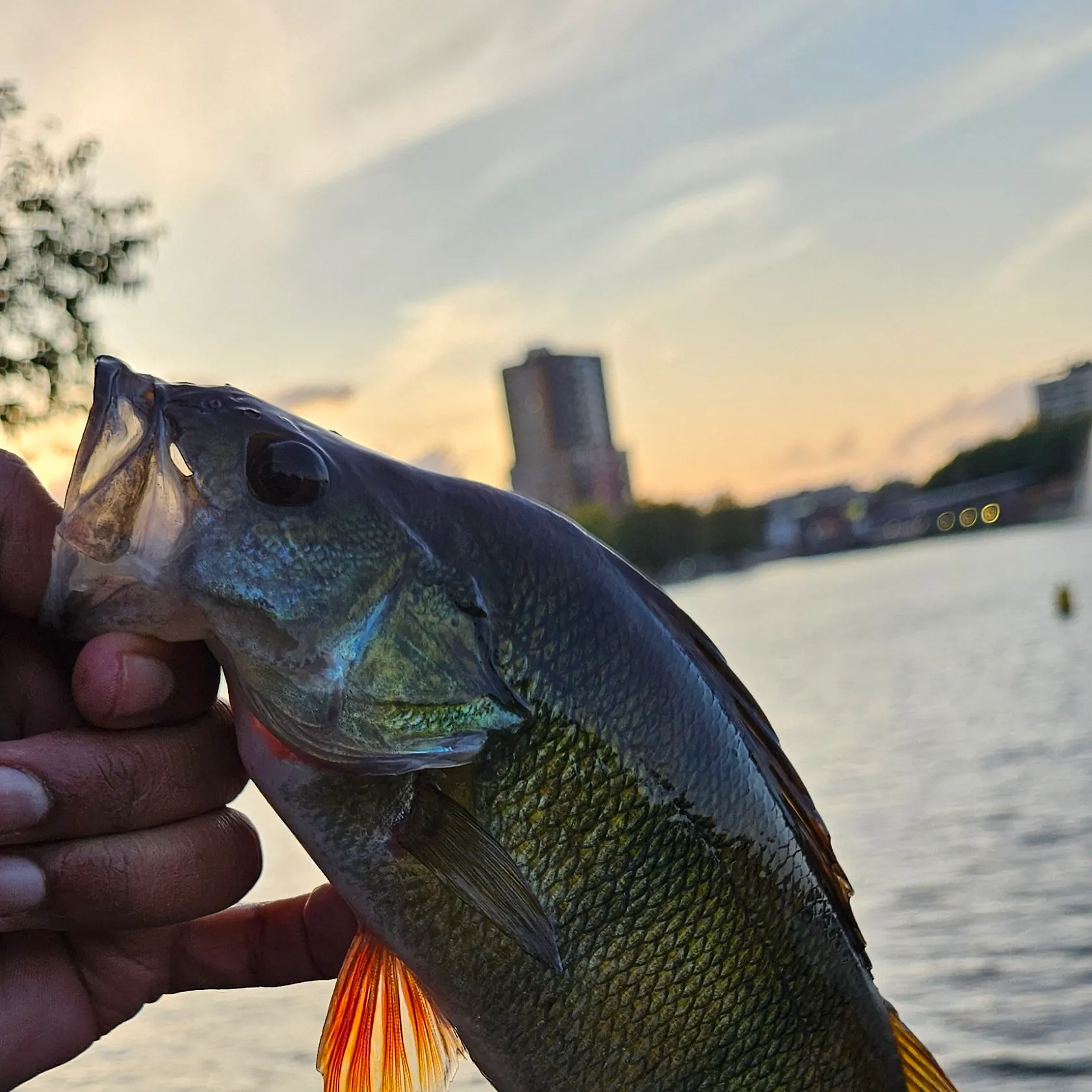 European perch caught on Fishbrain