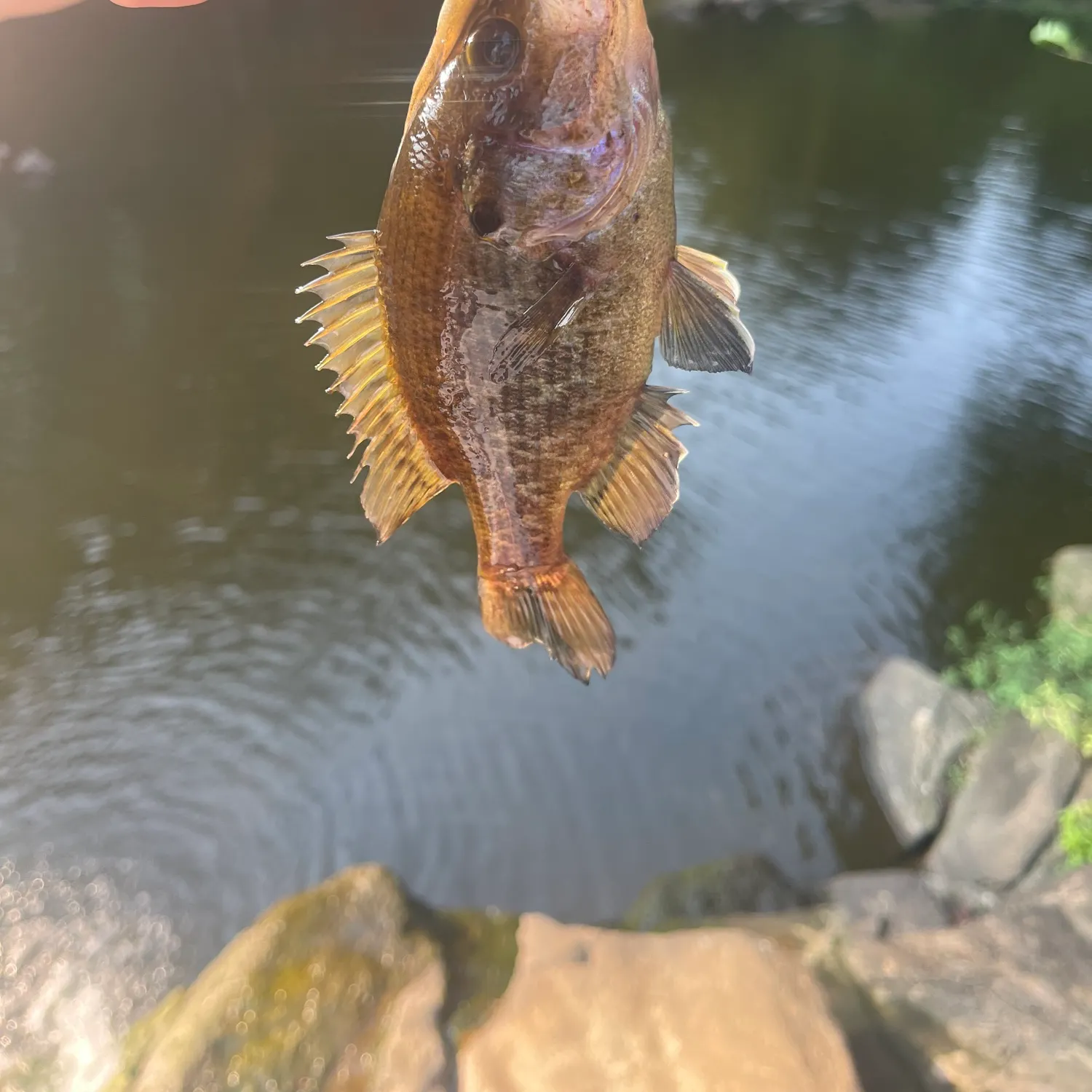 Warmouth caught on Fishbrain