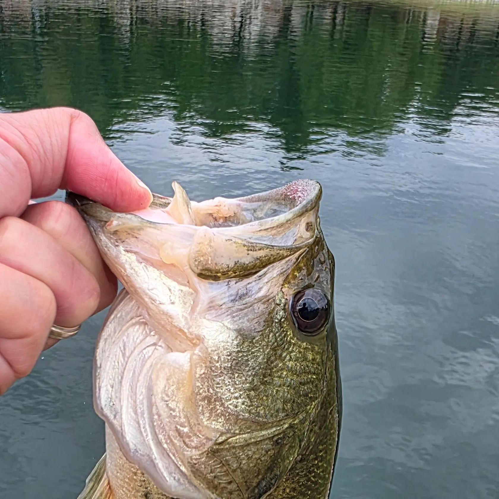Largemouth bass caught on Fishbrain