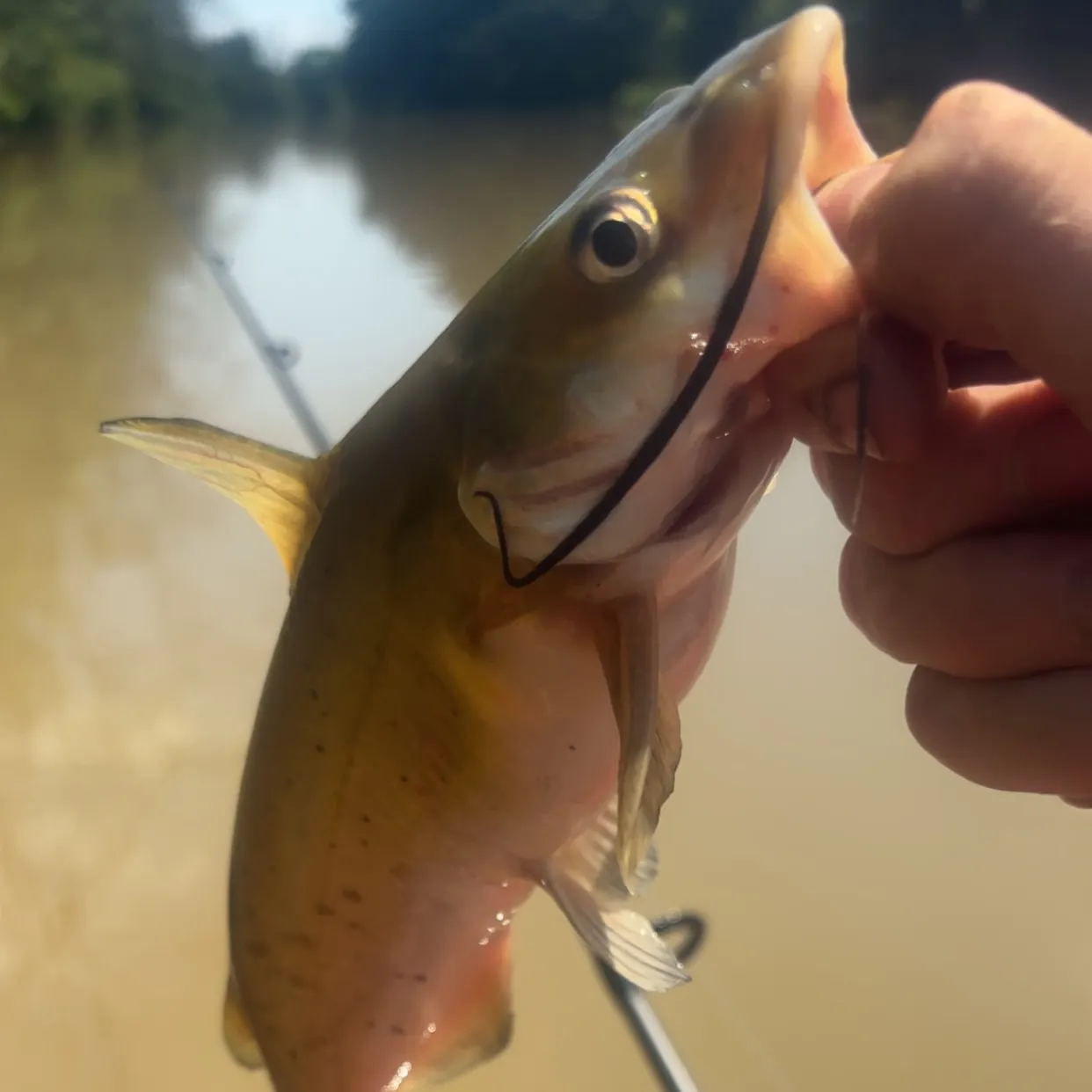 The most recent Yellow bullhead catches on Fishbrain