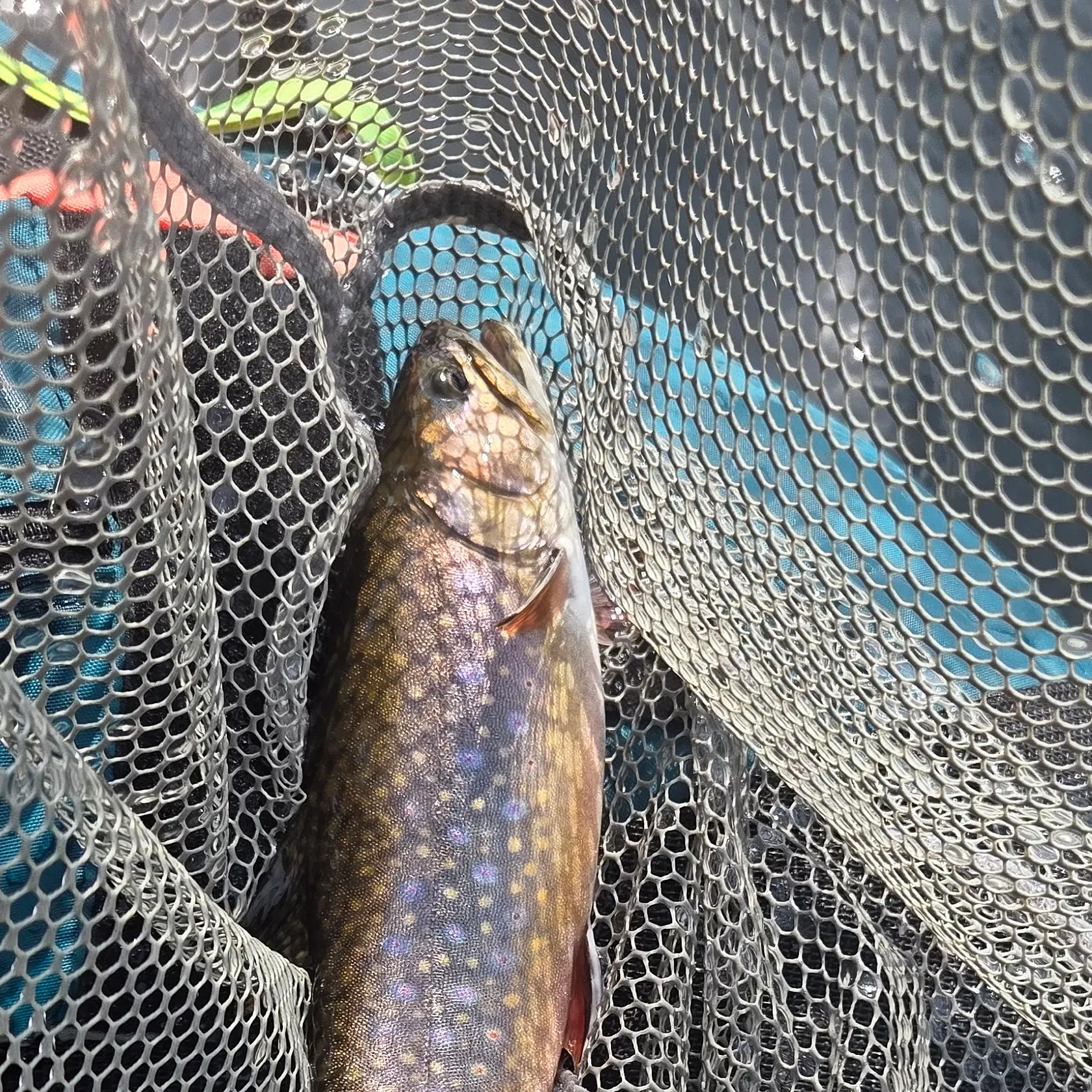 Brook trout caught on Fishbrain