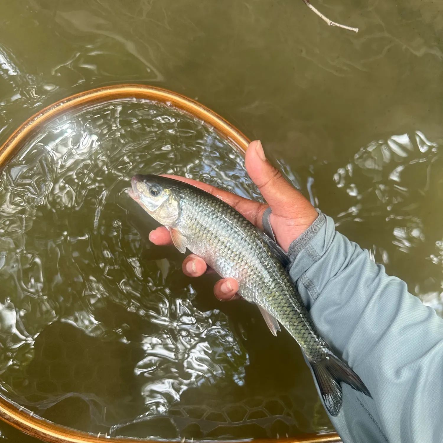 most liked catch image