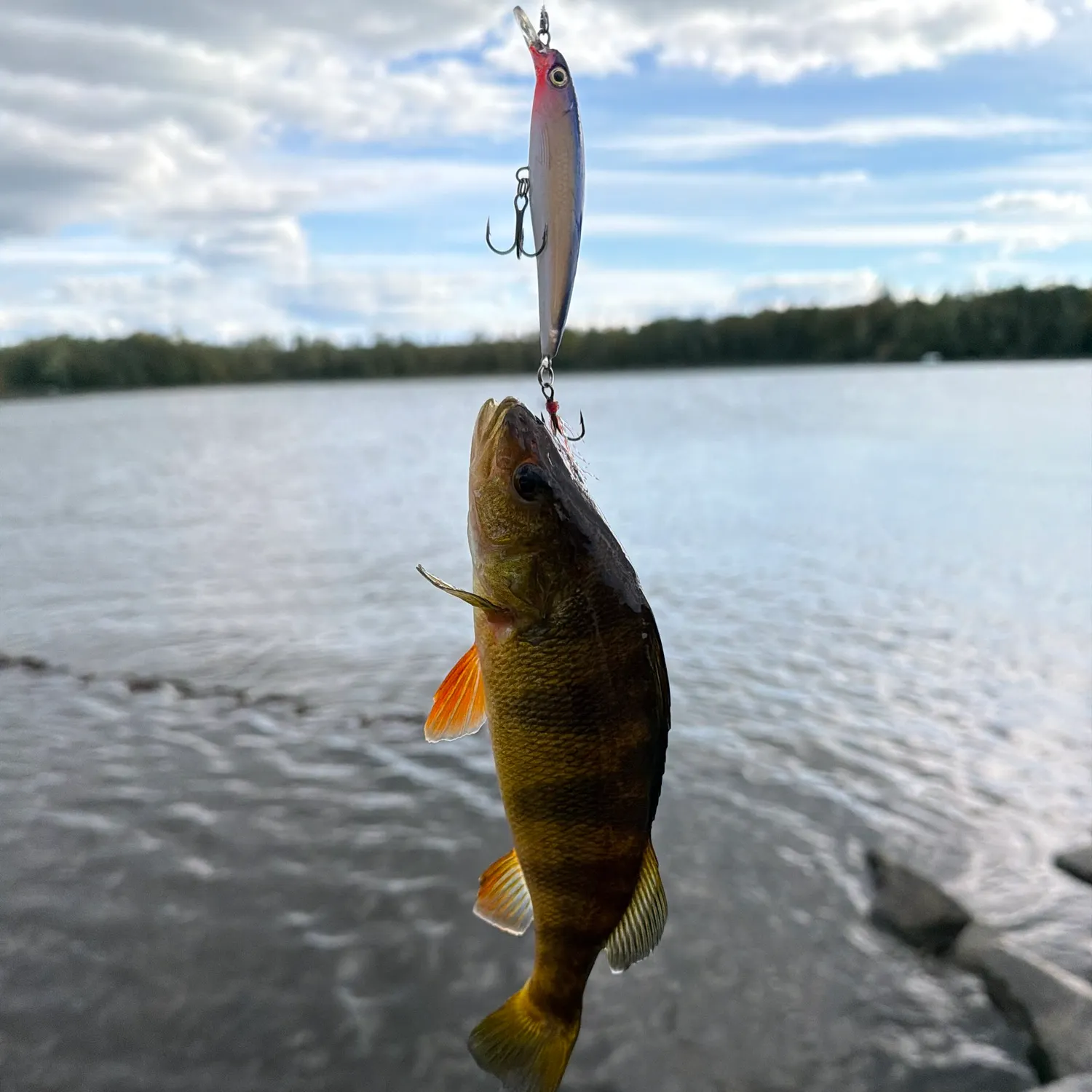 Yellow perch caught on Fishbrain