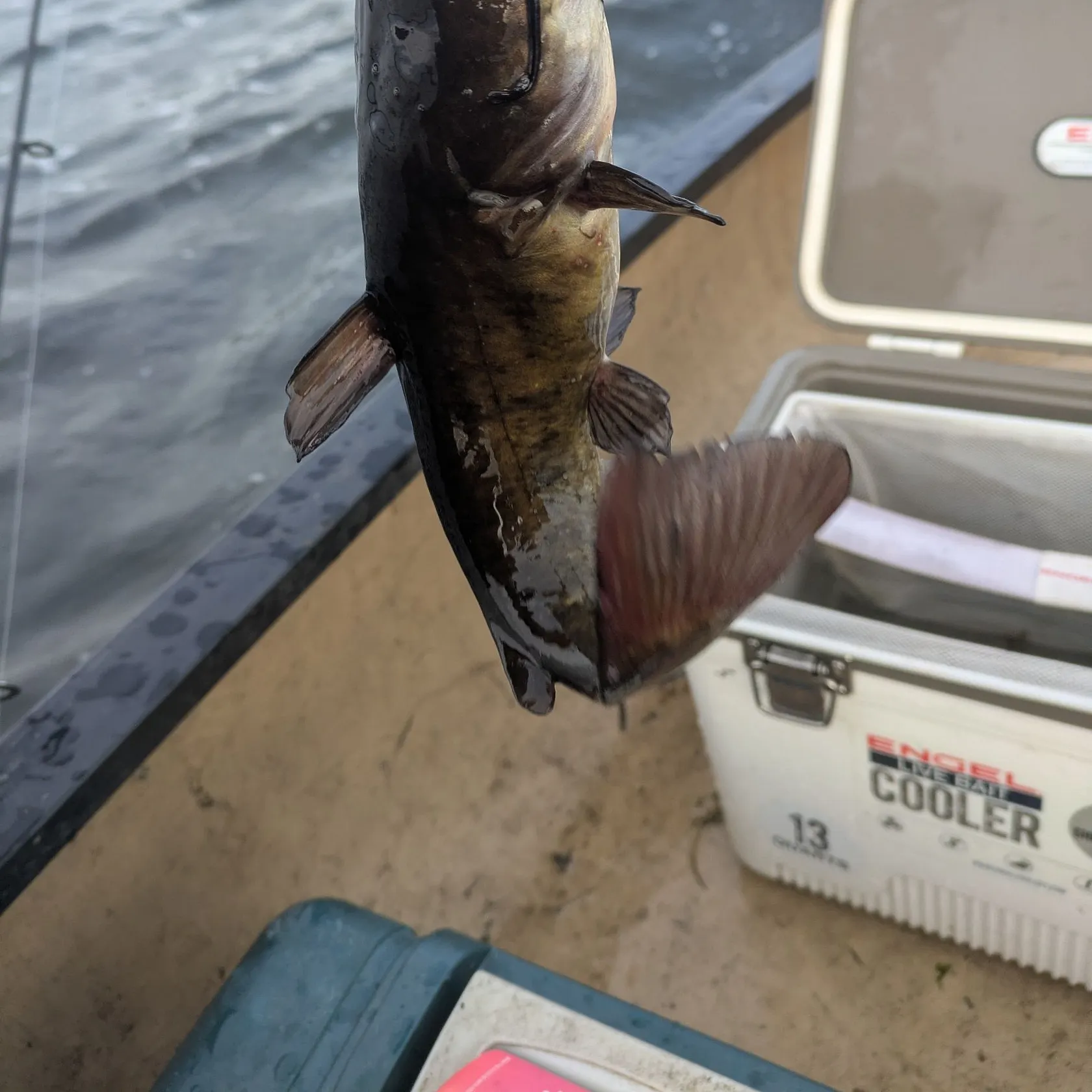 Black bullhead caught on Fishbrain