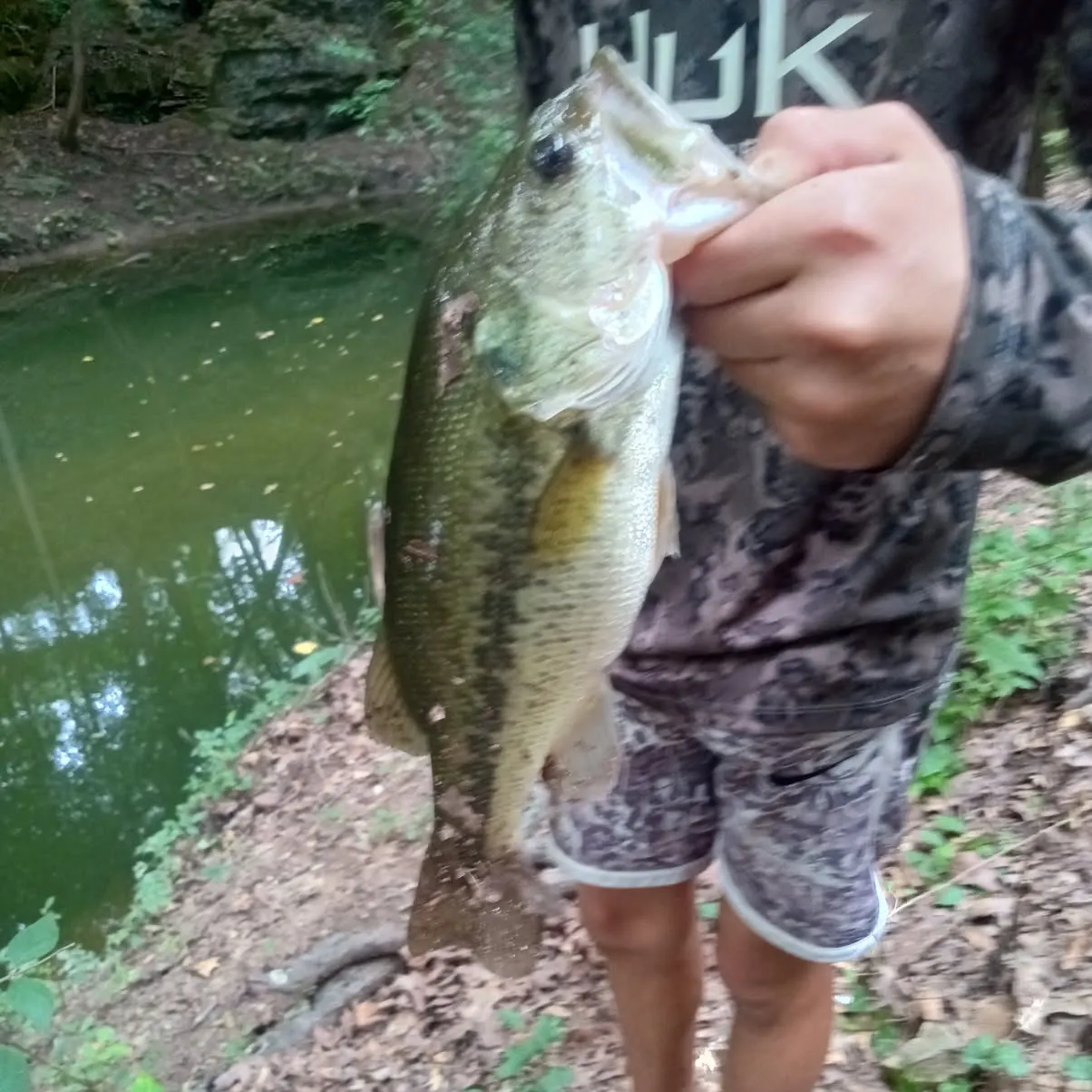 Largemouth bass caught on Fishbrain