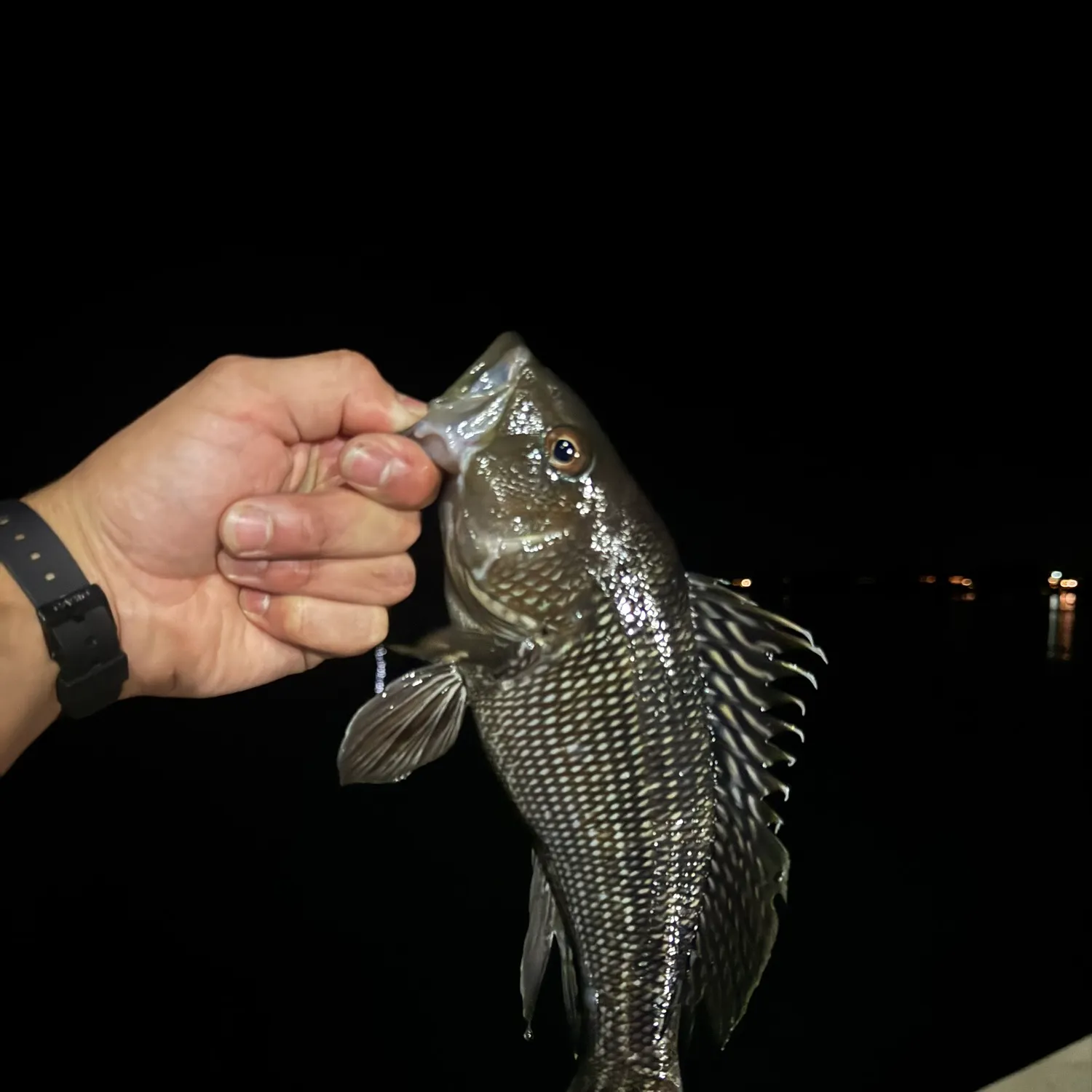 Black sea bass caught on Fishbrain