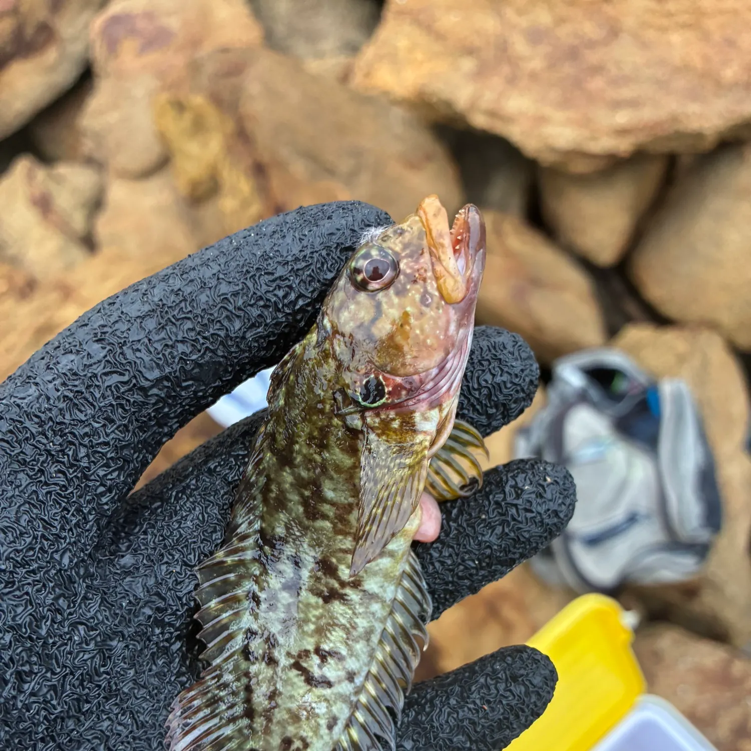 The most recent Spotted grouper catches on Fishbrain
