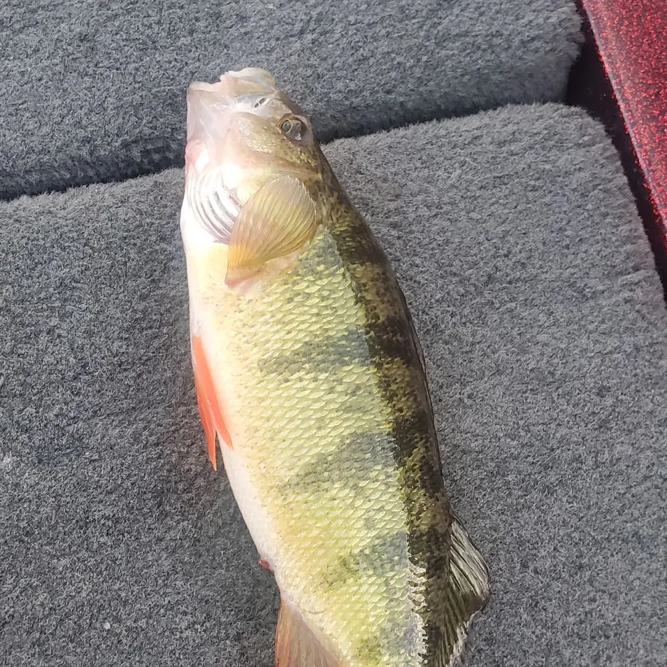 Yellow perch caught on Fishbrain