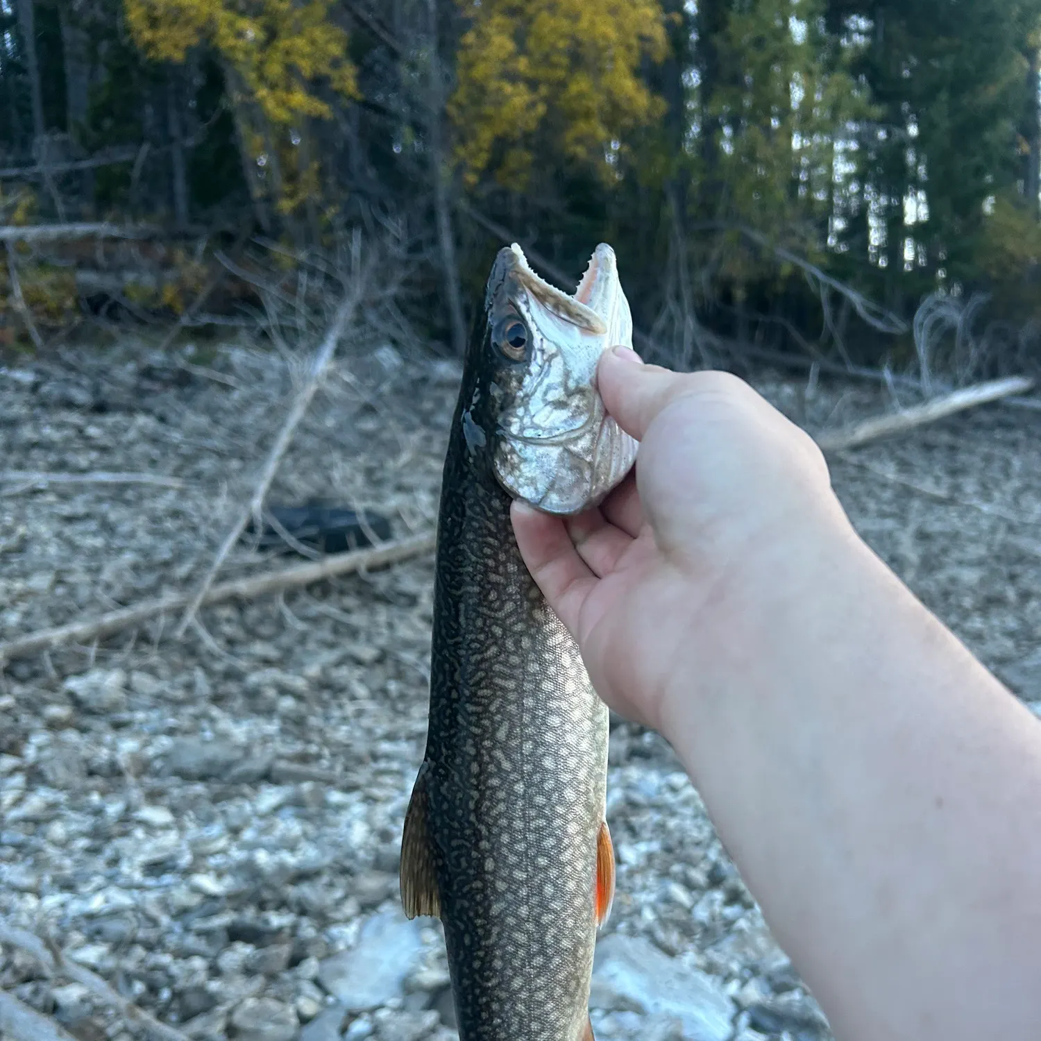 Lake char caught on Fishbrain
