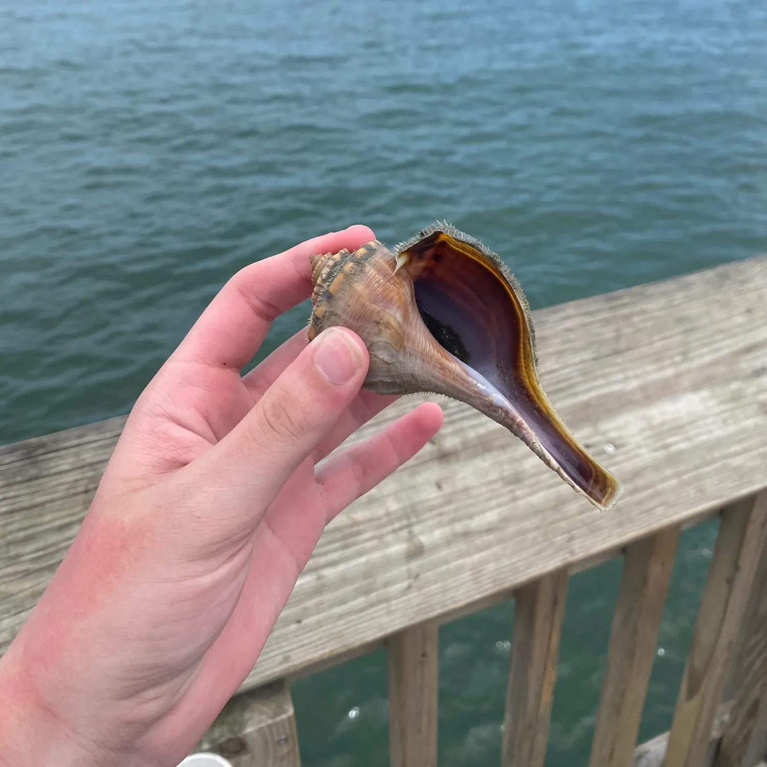 The most recent Dwarf goonch catches on Fishbrain