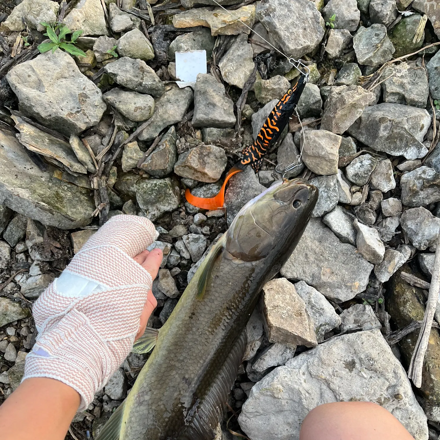 recently logged catches