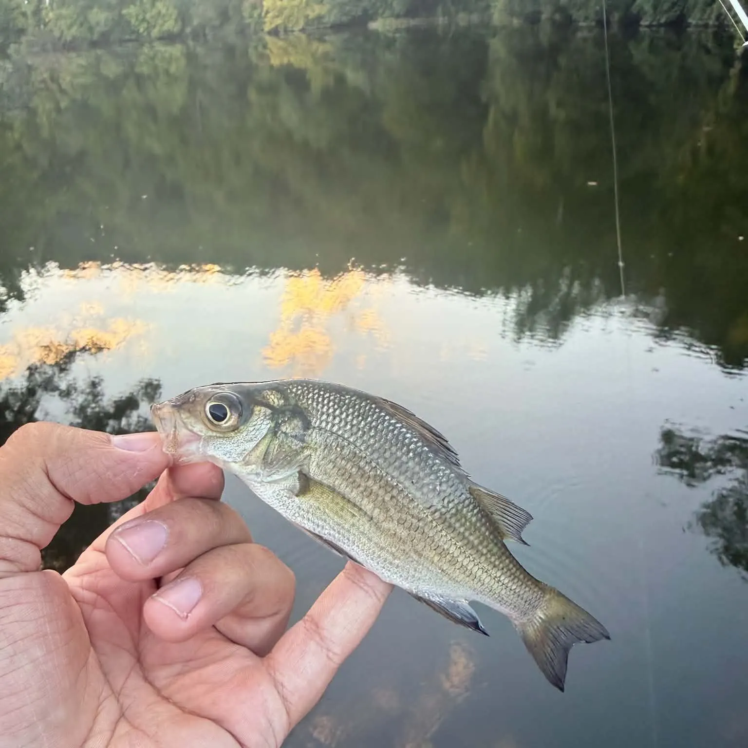 White perch caught on Fishbrain