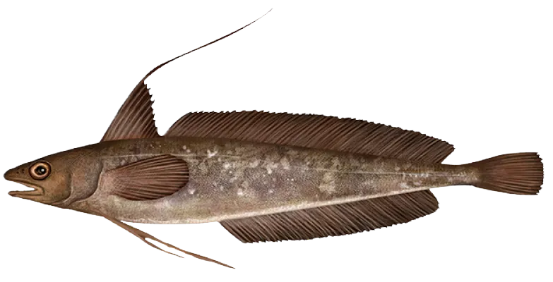 Red hake