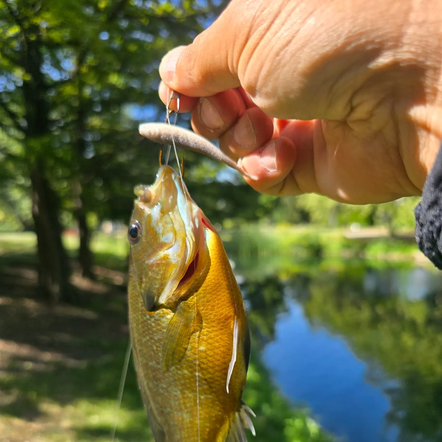 Green sunfish caught on Fishbrain
