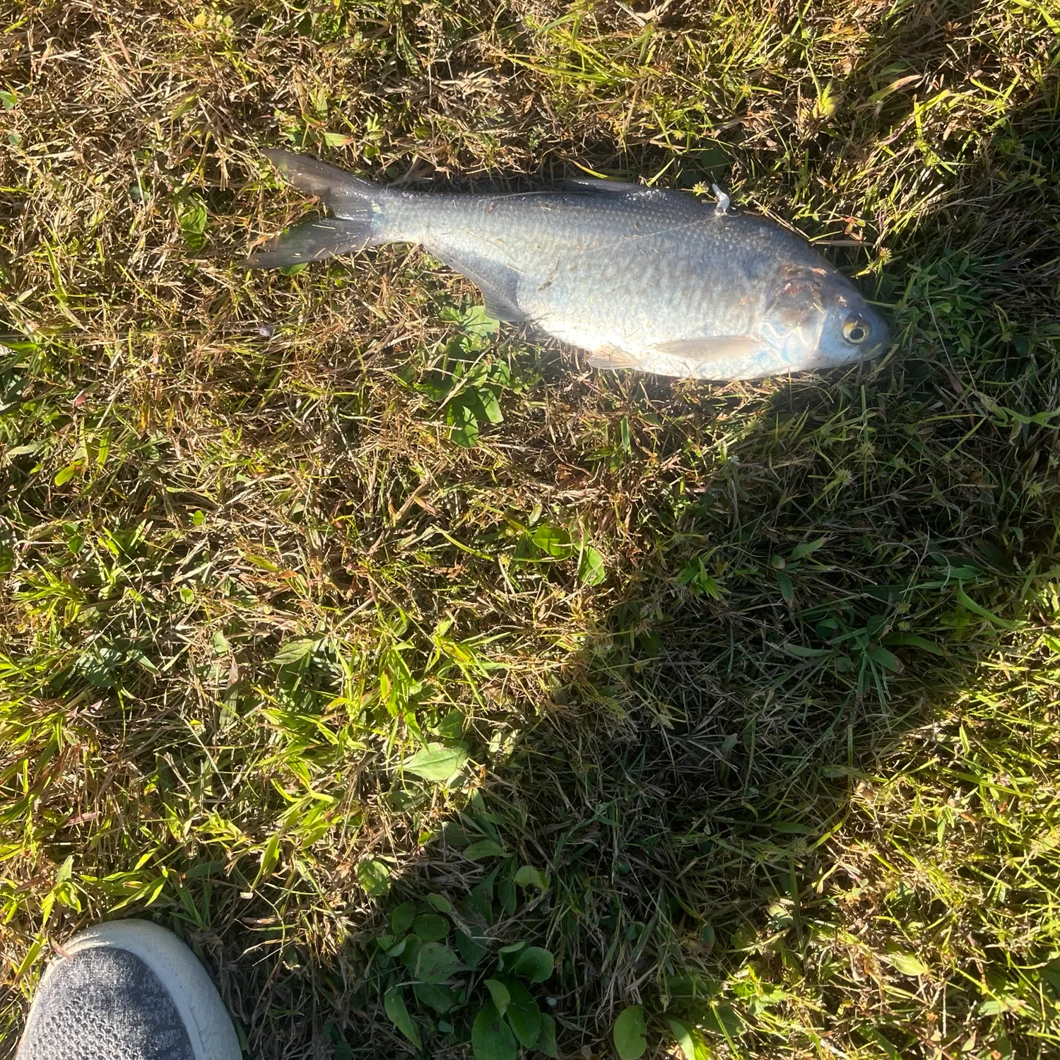 American gizzard shad caught on Fishbrain