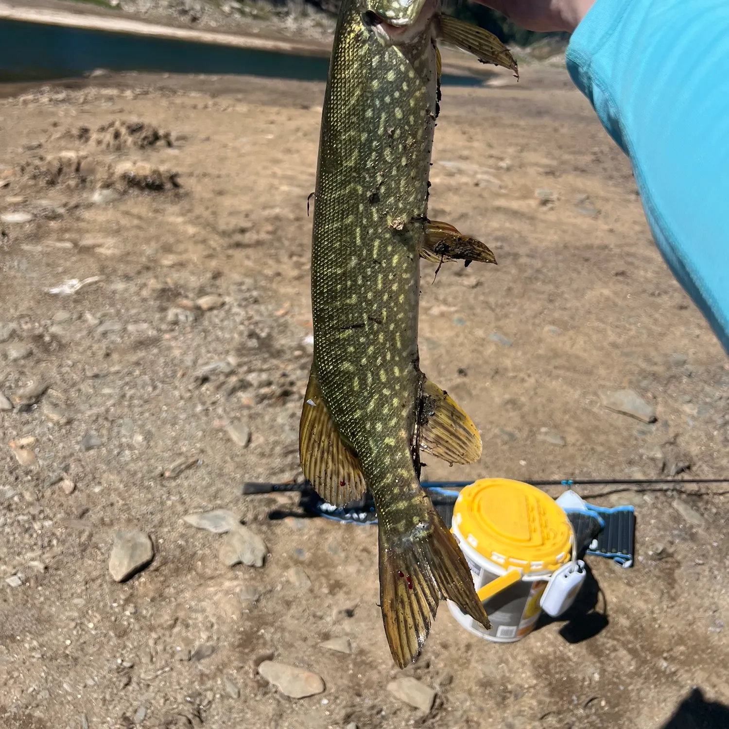 Northern pike caught on Fishbrain