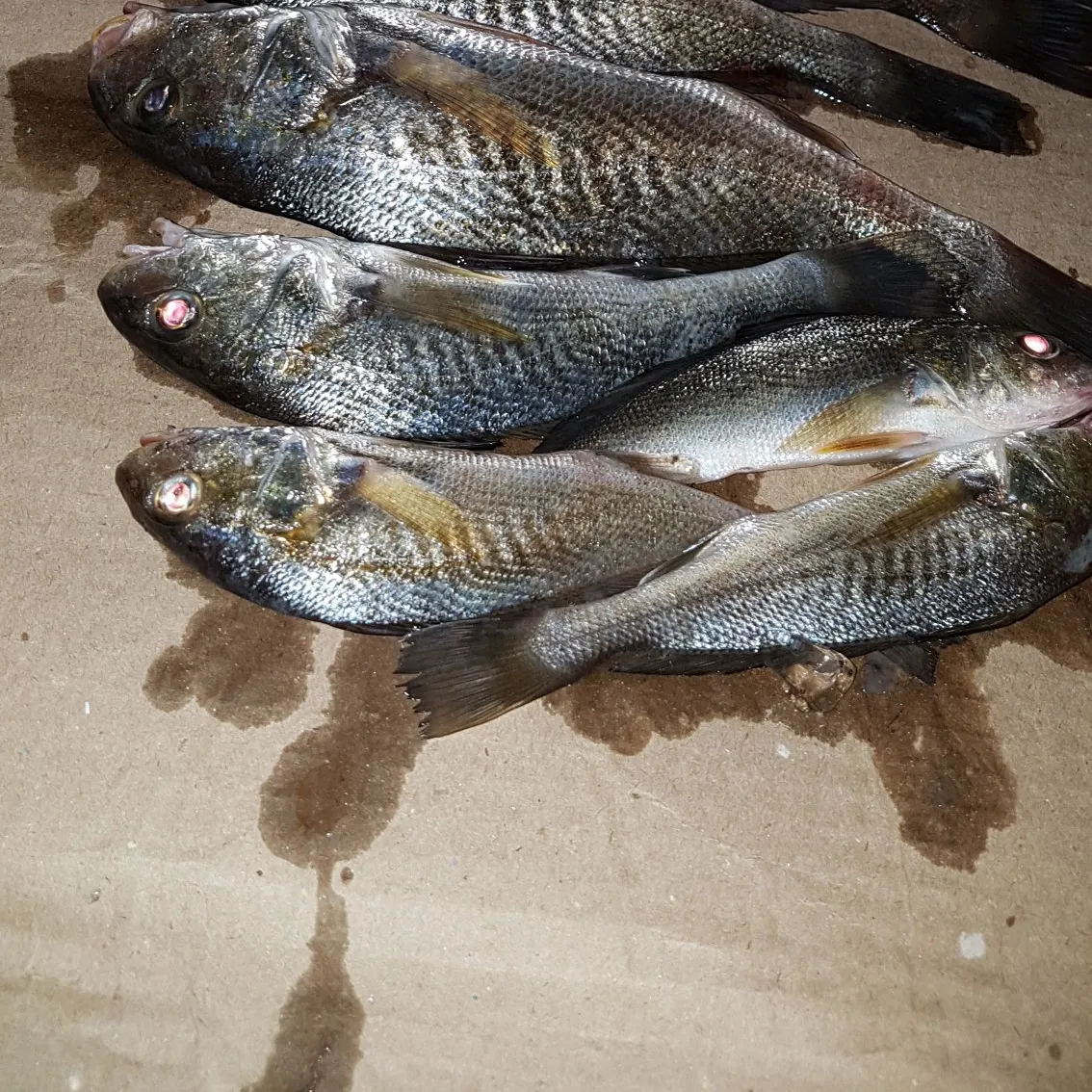 recently logged catches