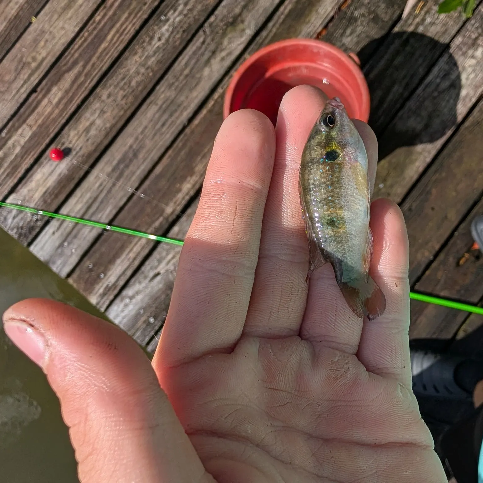 The most recent Redbelly tilapia catches on Fishbrain